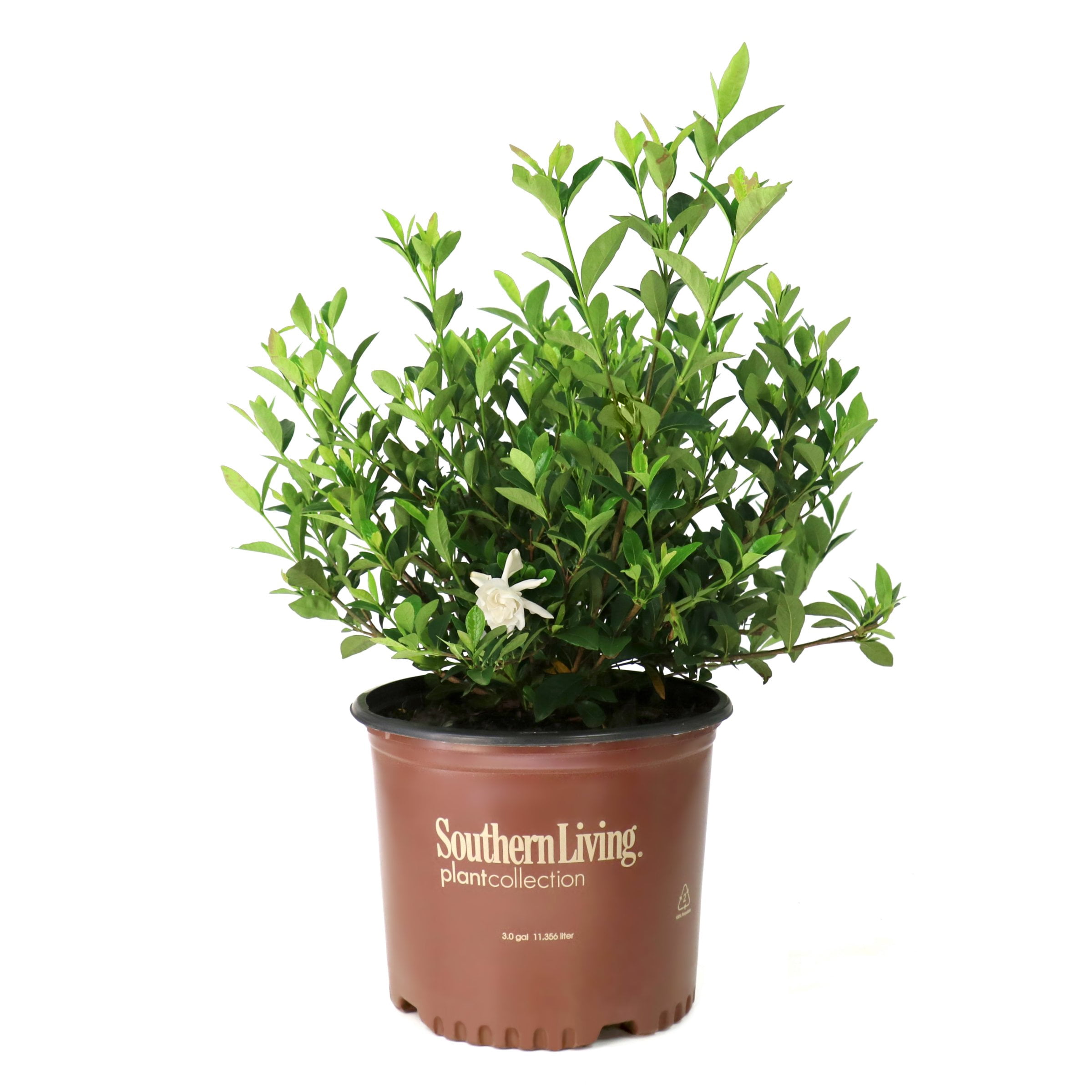 National Plant Network 3 gal. Gardenia Jubilation Live Shrub