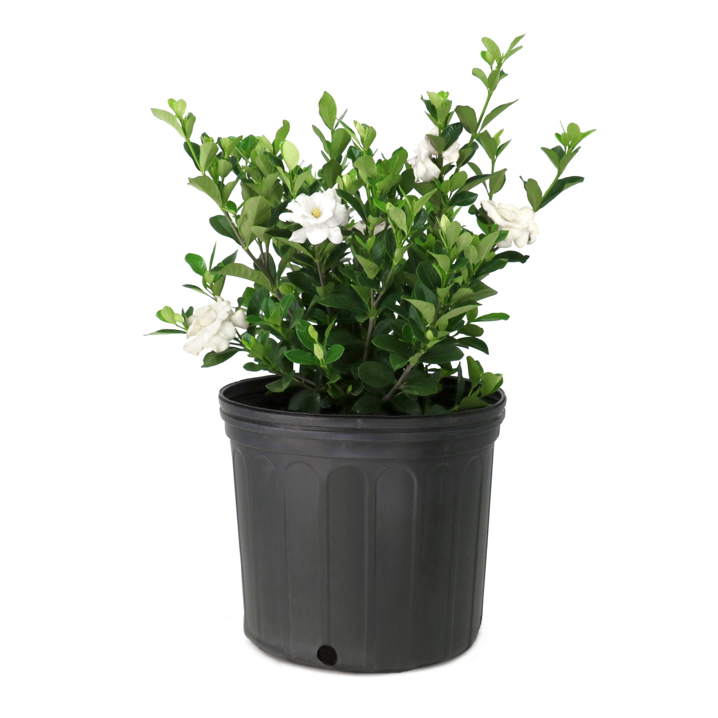 National Plant Network 3 gal. Gardenia Stairway To Heaven Live Shrub