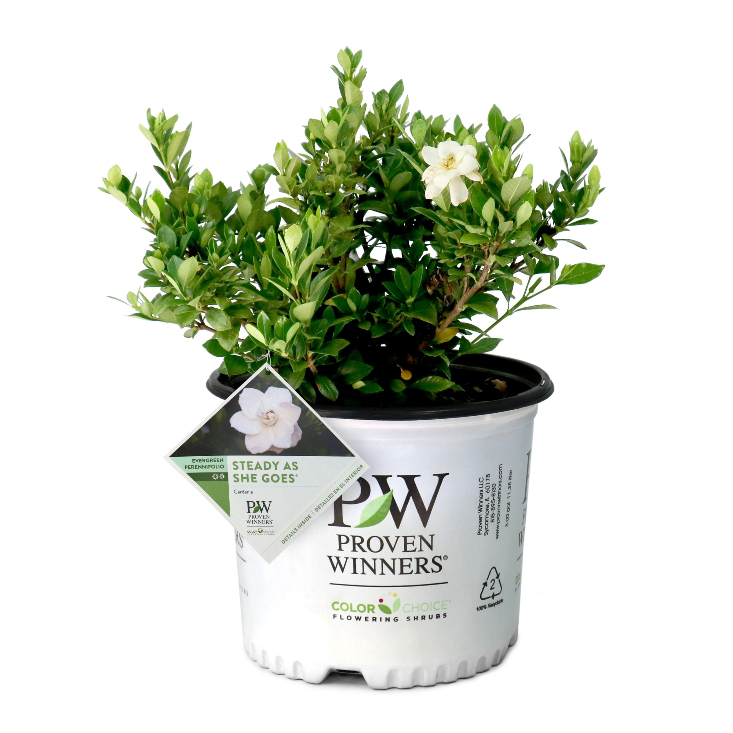 National Plant Network 3 gal. Gardenia Steady As She Goes Live Shrub