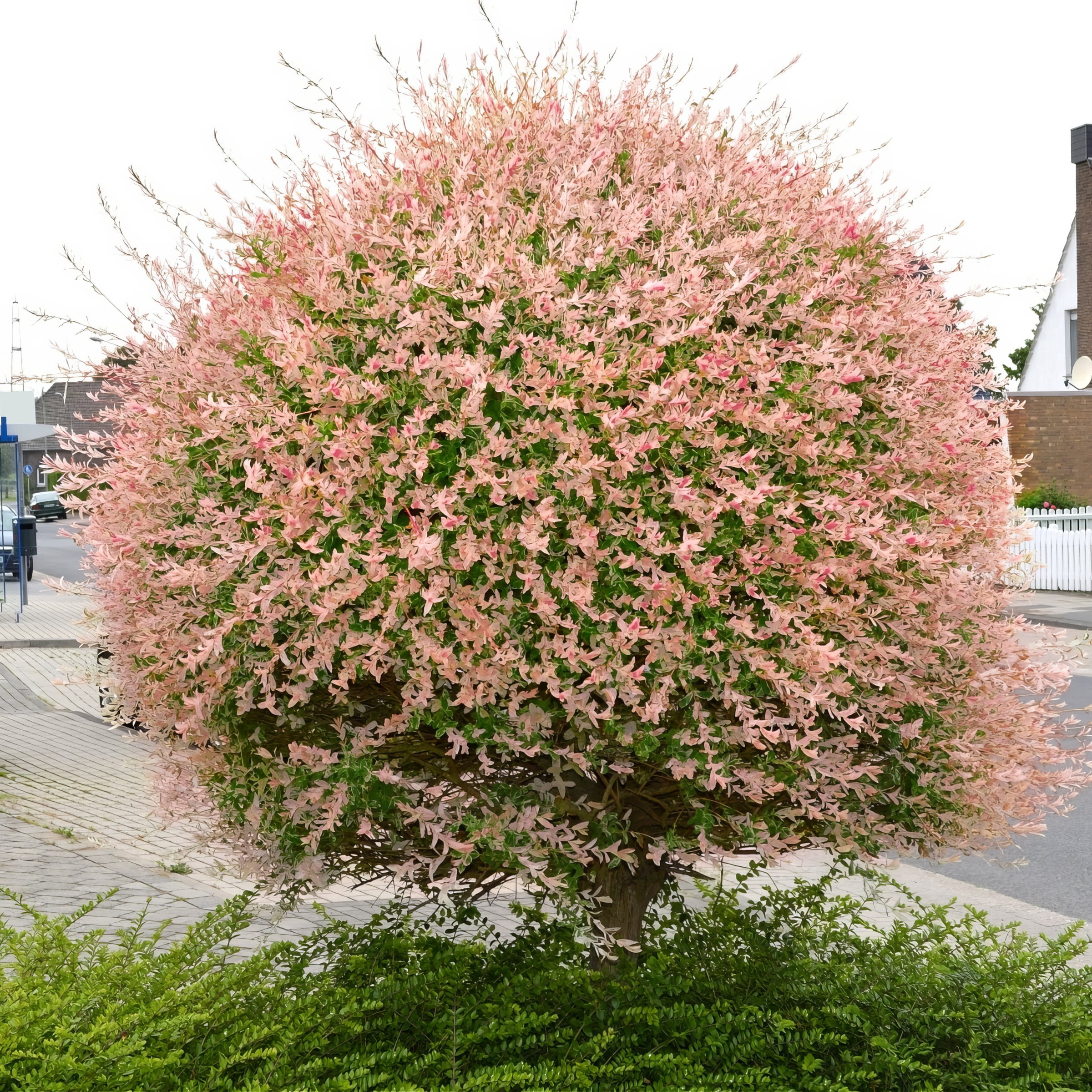 National Plant Network 3 gal Hakuro Nishiki Willow Live Tree