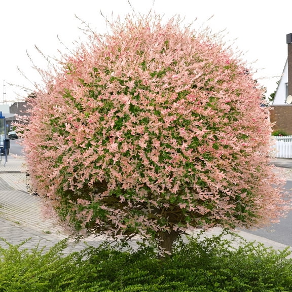 National Plant Network 3 gal Hakuro Nishiki Willow Live Tree