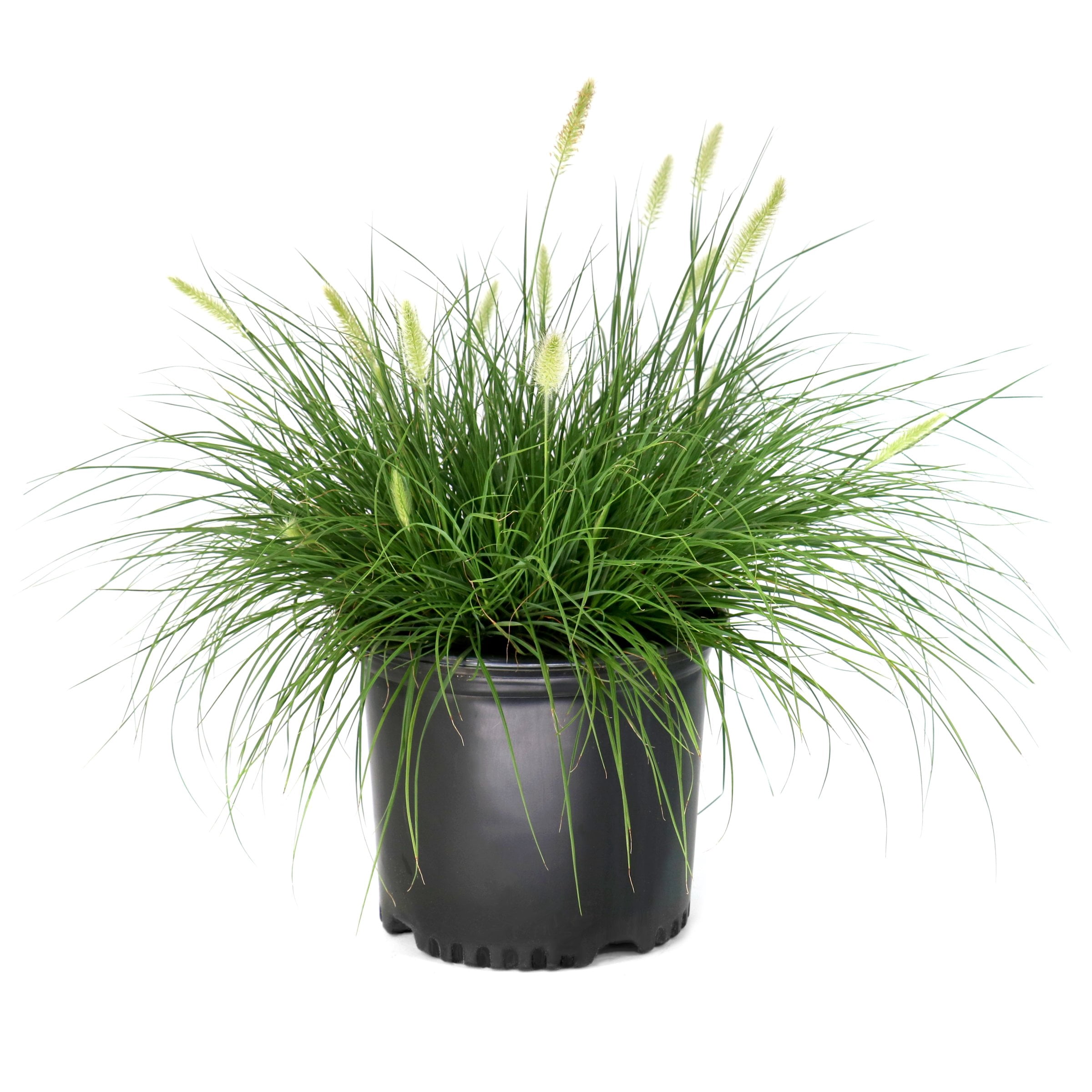 National Plant Network 3 gal. Hameln Grass Plant