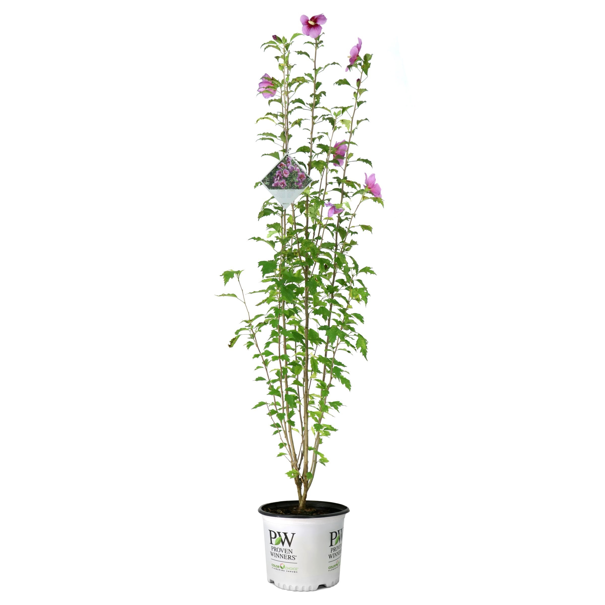National Plant Network 3 gal. Hibiscus Purple Pillar Live Shrub