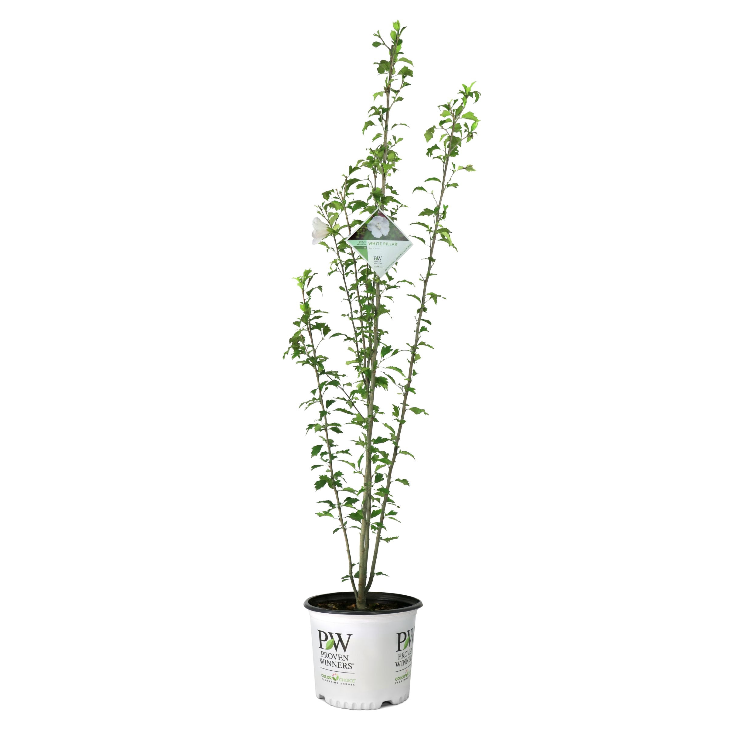 National Plant Network 3 gal. Hibiscus White Pillar Live Shrub