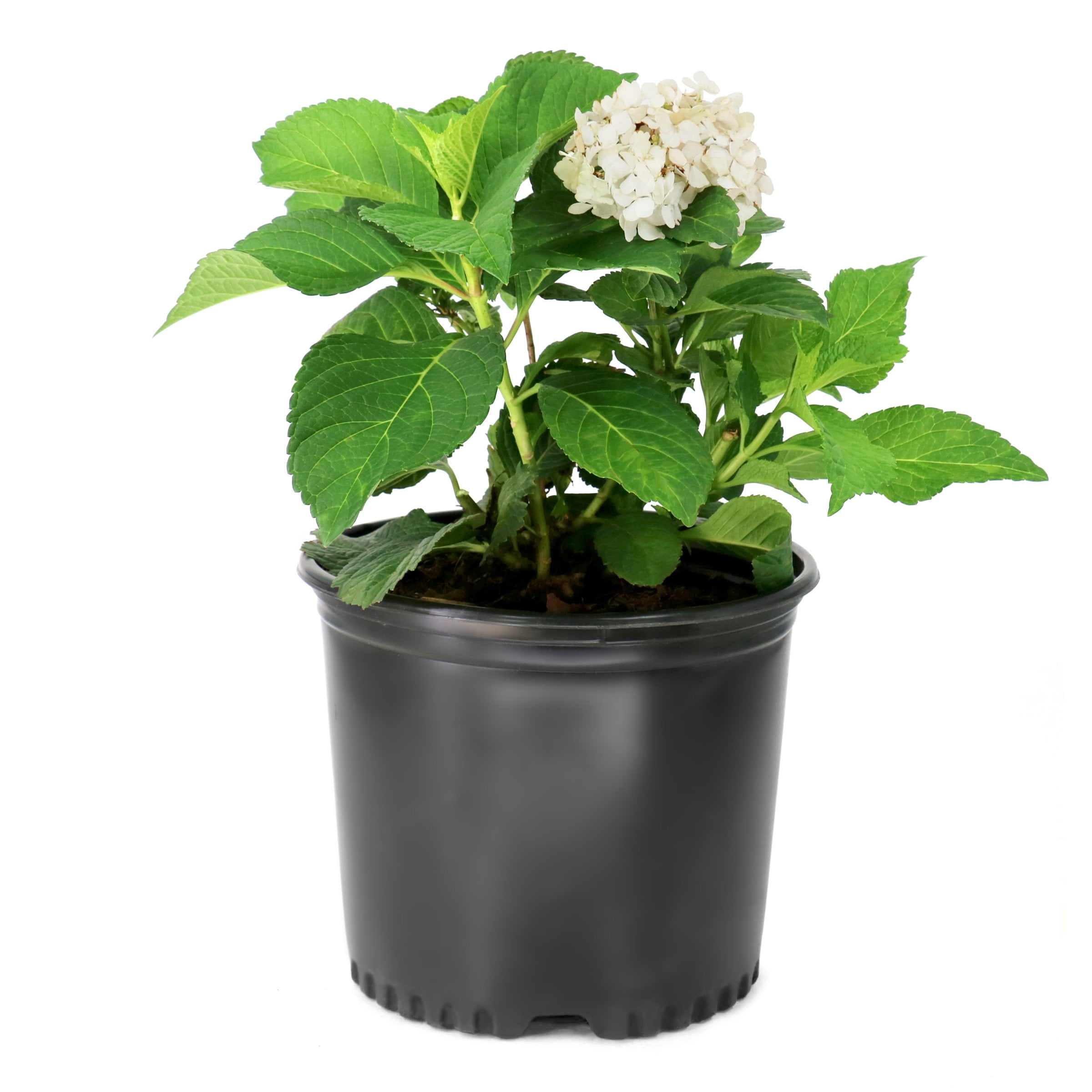 National Plant Network 3 gal. Hydrangea Endless Summer Dreamcloud