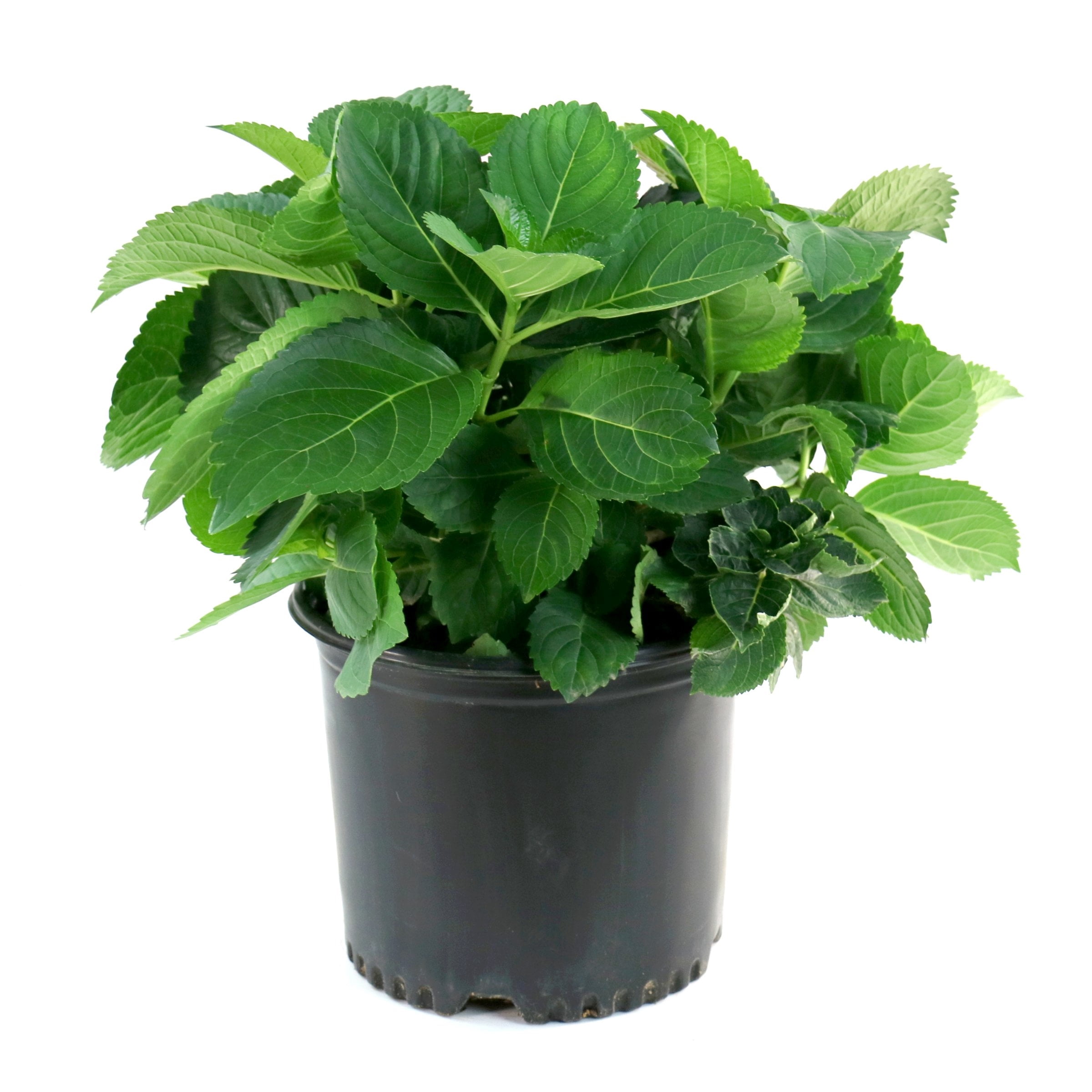 National Plant Network 3 gal. Hydrangea Merritt's Supreme Pink Live Shrub