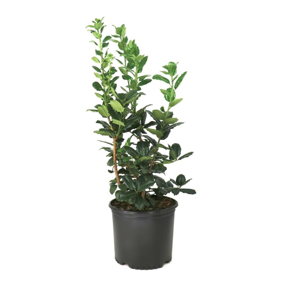 National Plant Network 3 gal. Ilex Auburn