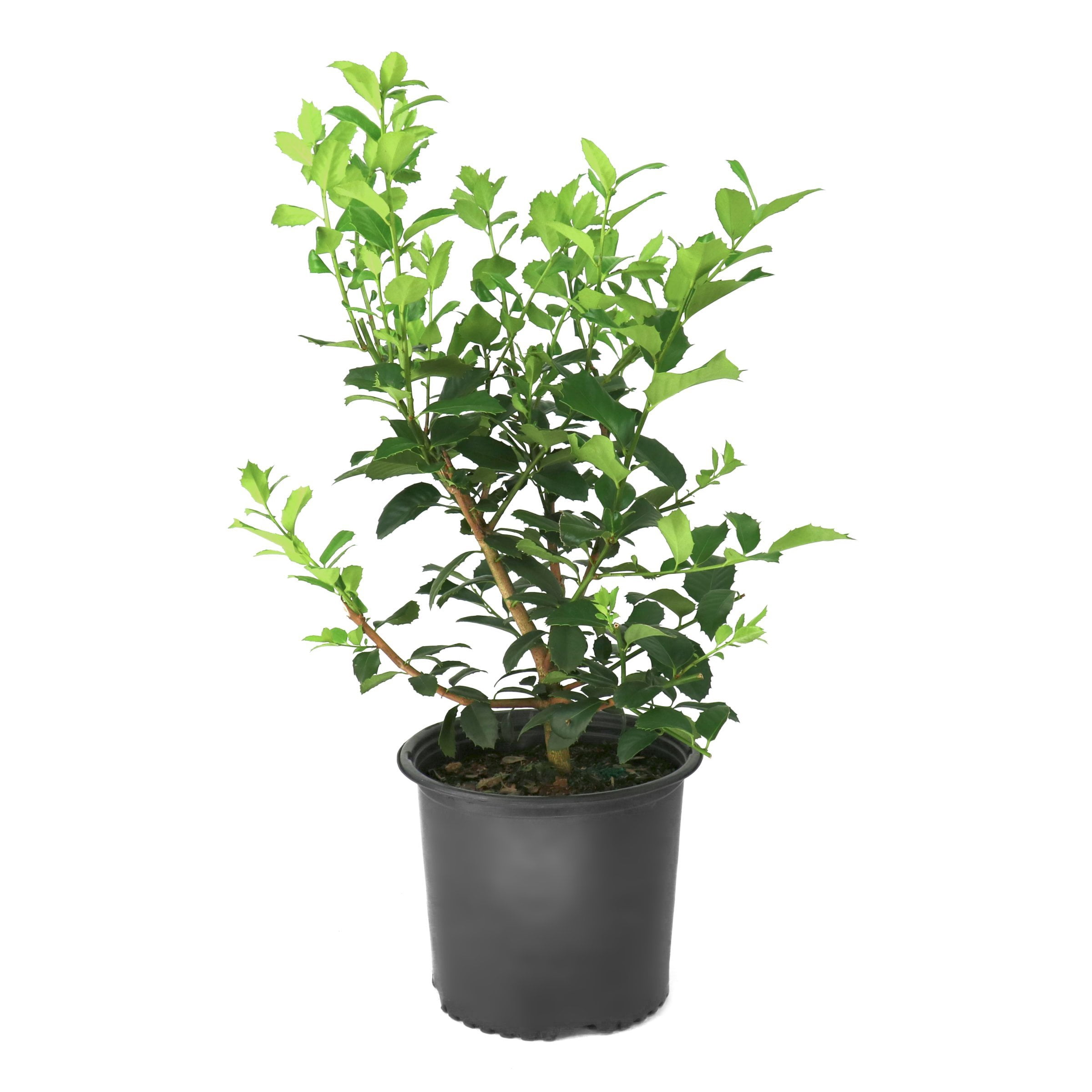 National Plant Network 3 gal. Ilex Emily Bruner
