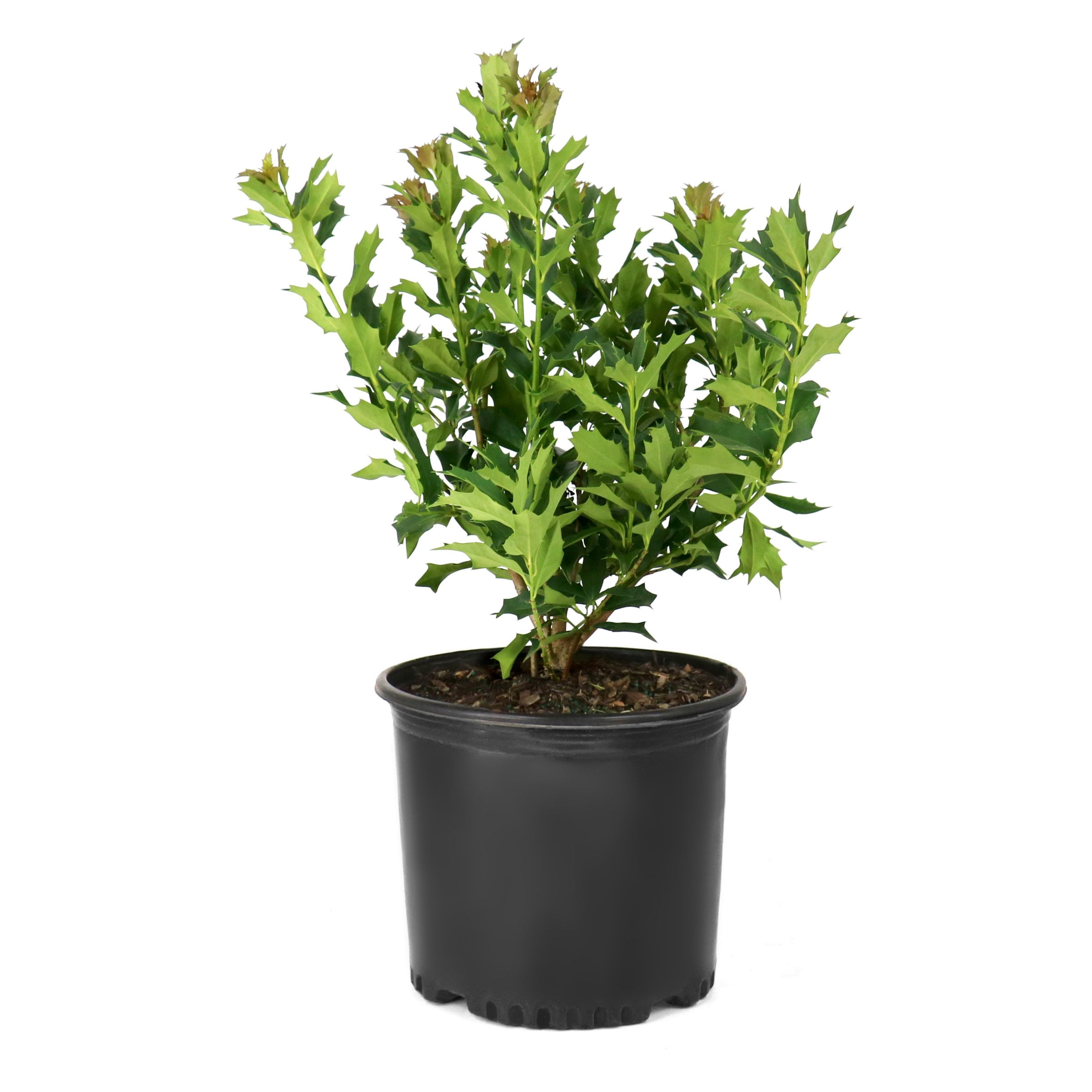 National Plant Network 3 gal. Ilex Green Flame Shrub
