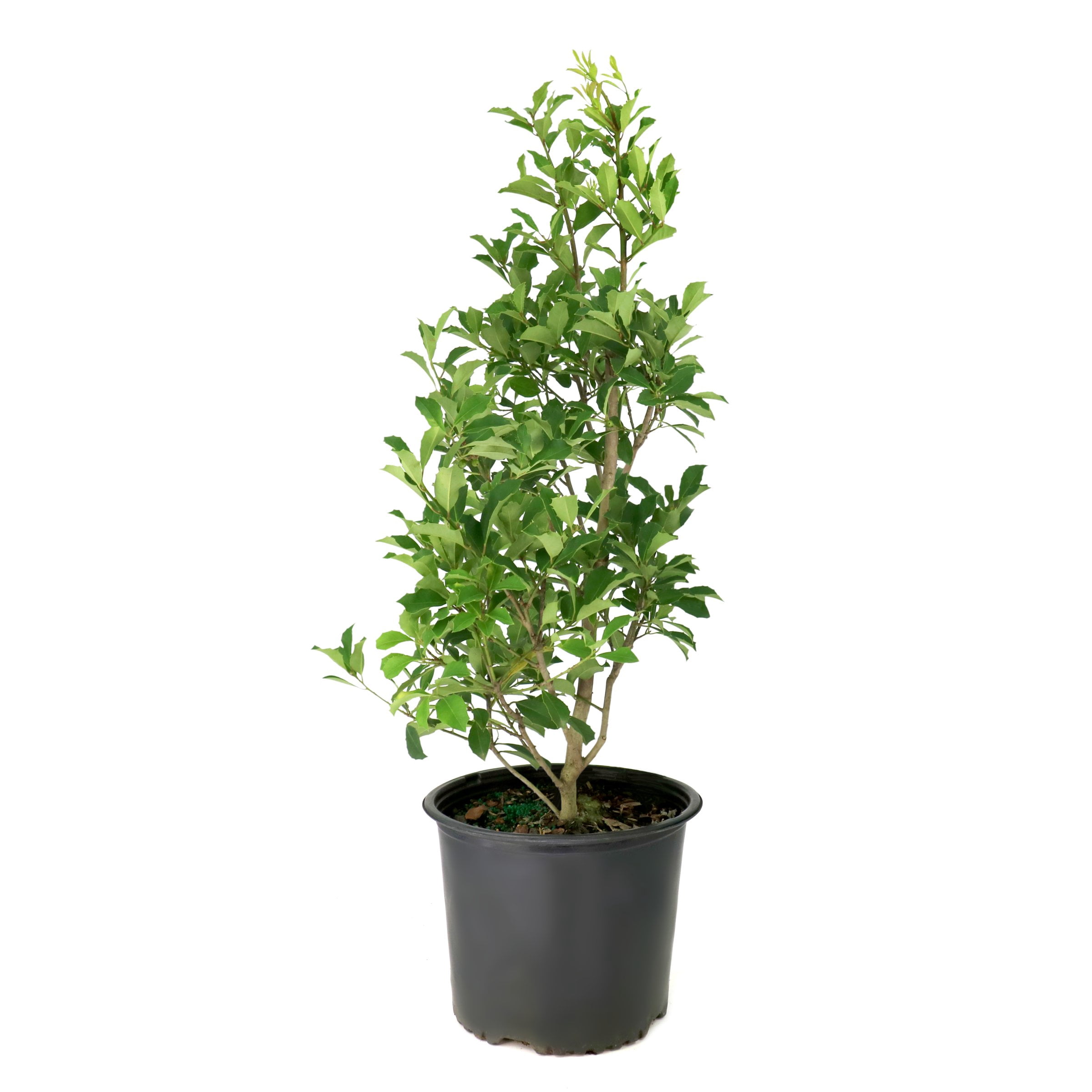 National Plant Network 3 gal.Ilex Savannah