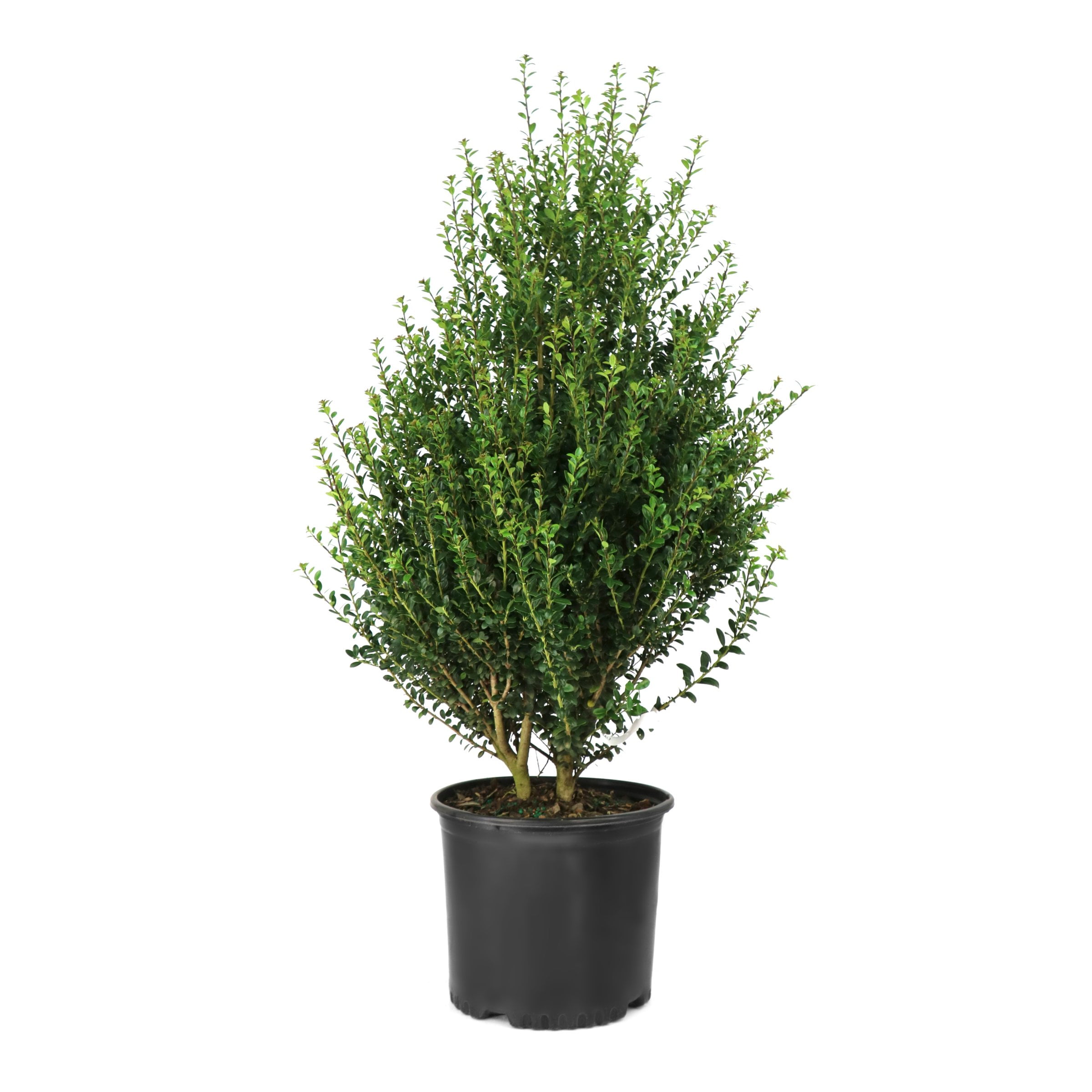 National Plant Network 3 gal. Ilex Steeds (Pyramid)