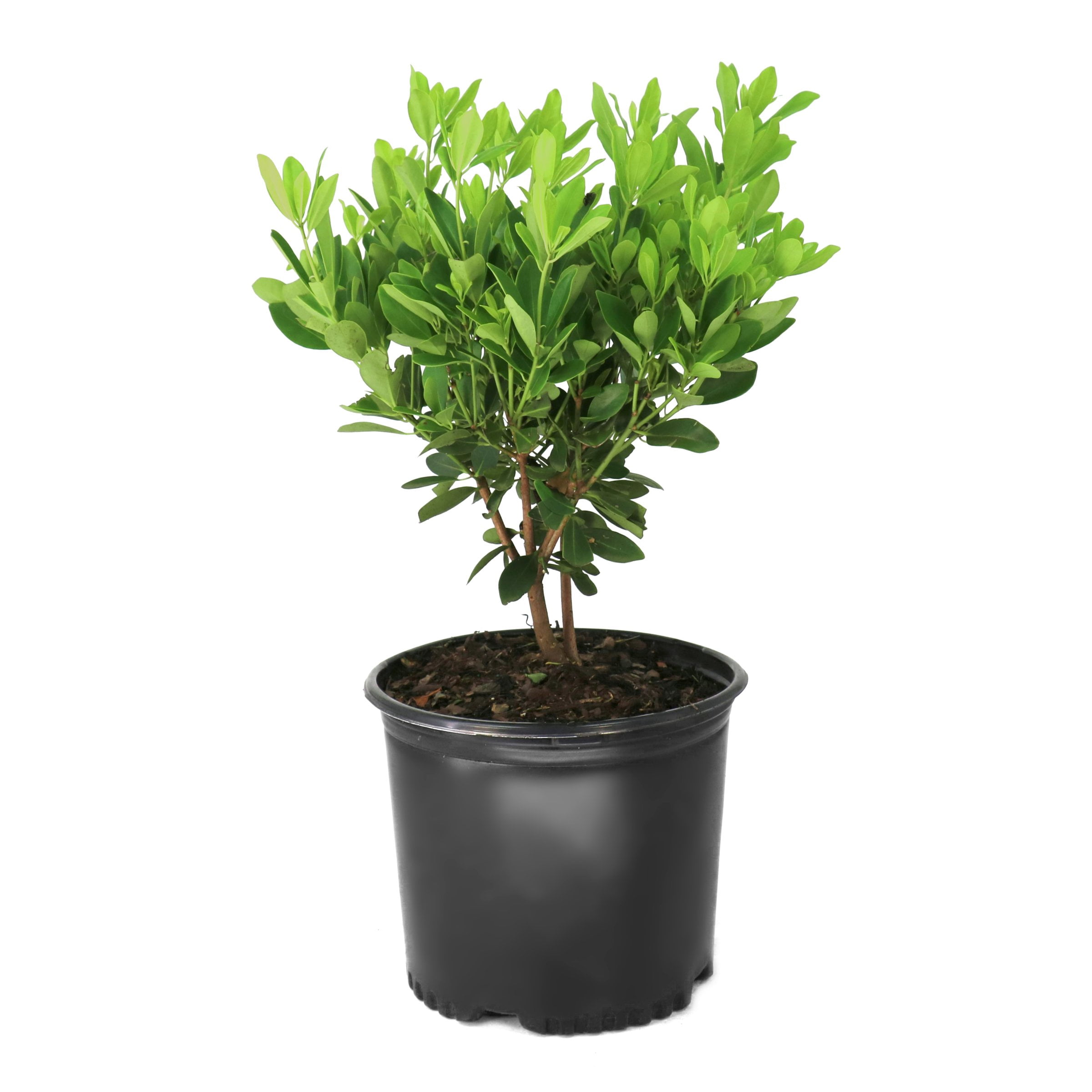 National Plant Network 3 gal. Illicium Parviflorum Forest Green