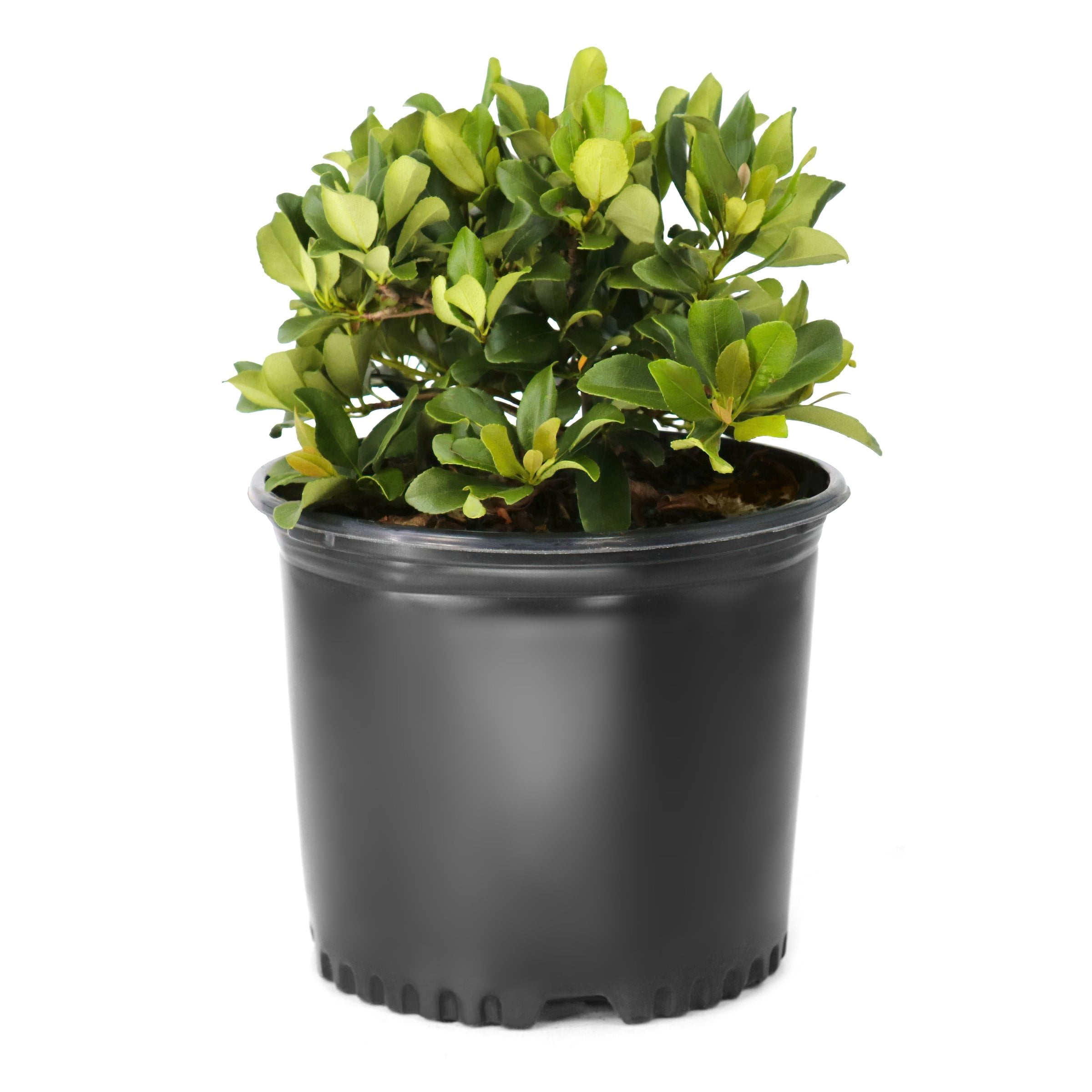 National Plant Network 3 gal. Indian Hawthorn Eleanor Taber Live Shub
