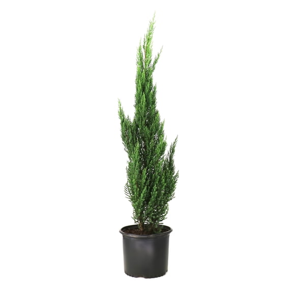 National Plant Network 3 gal. Juniper Blue Point
