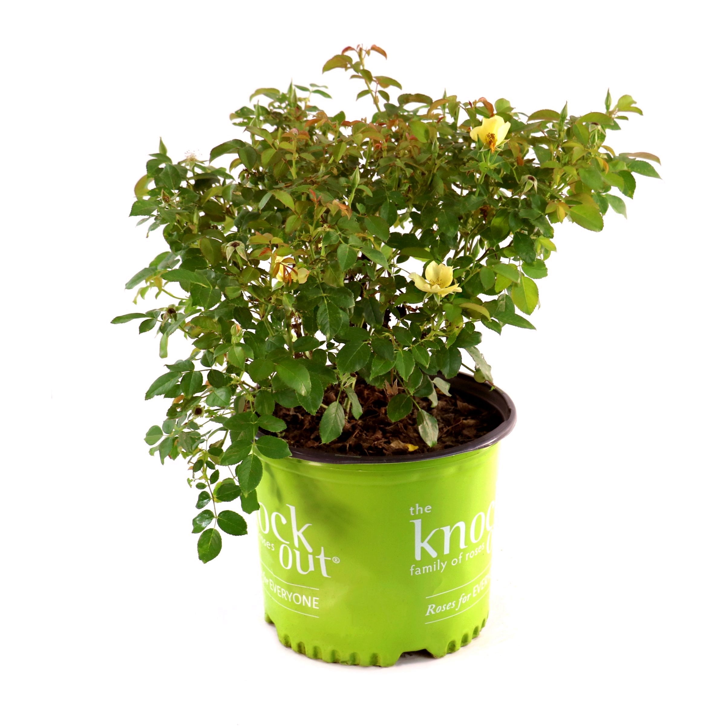 National Plant Network 3 gal. Knock Out Rose Easy Bee-zy