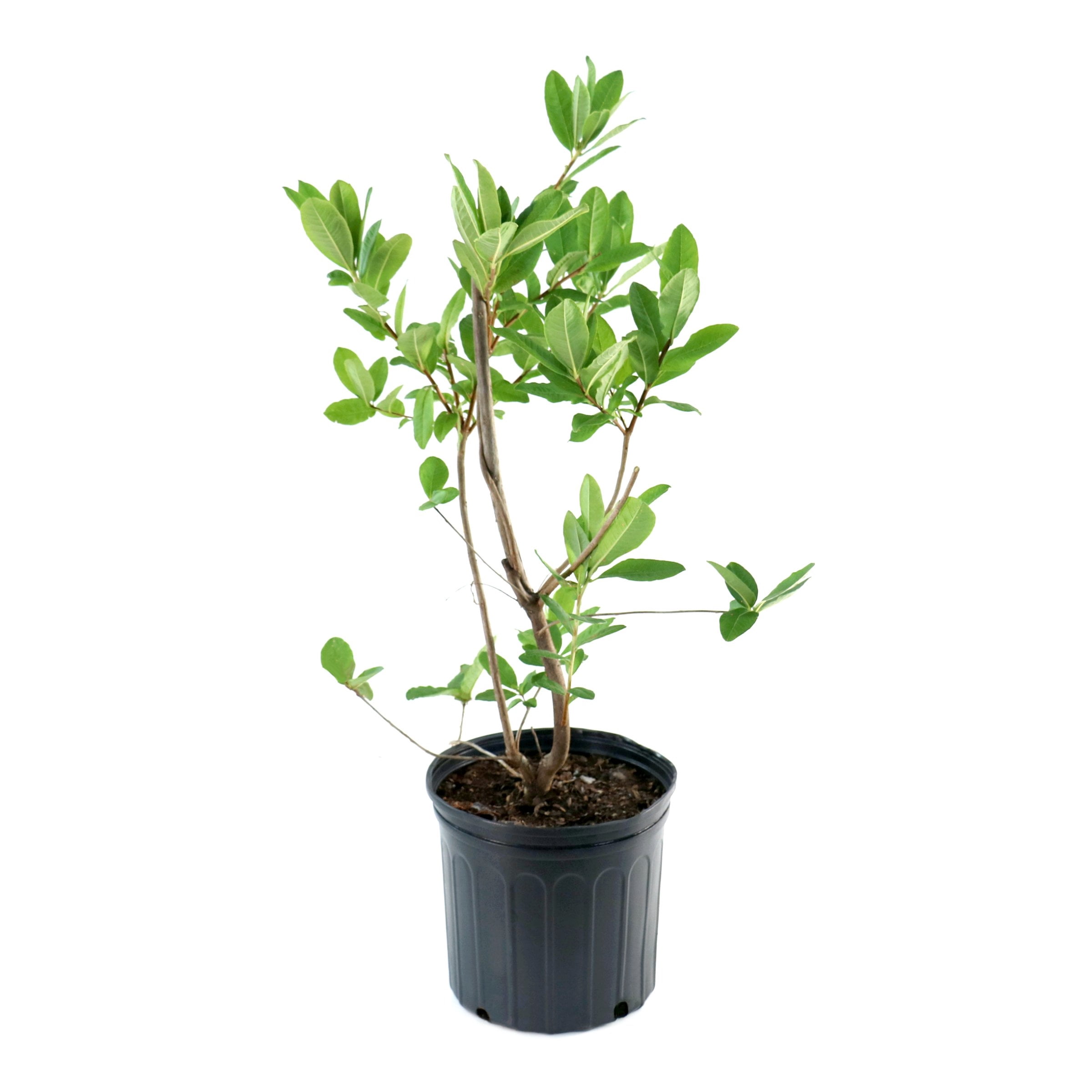 National Plant Network 3 gal. Native Azalea Jeb Stuart