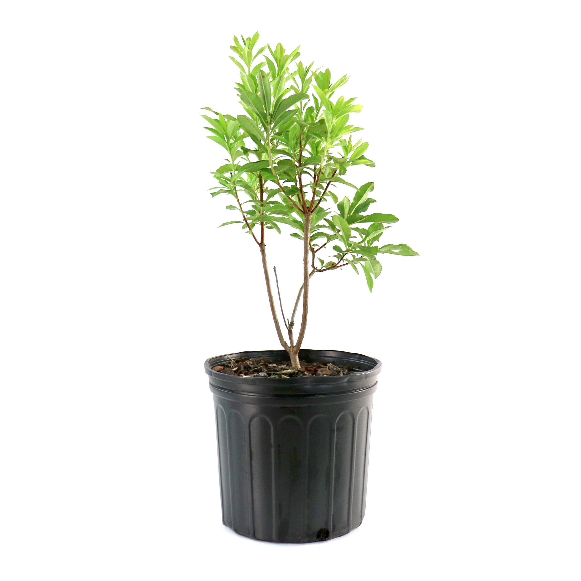 National Plant Network 3 gal. Native Azalea Tangerine