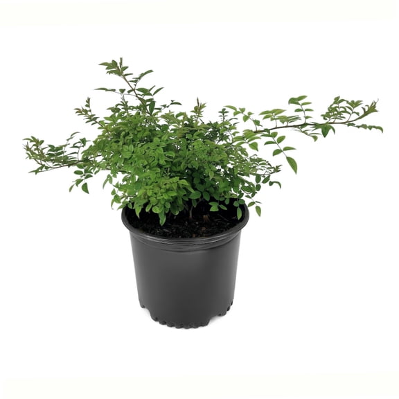 National Plant Network 3 gal. Rose Peggy Martin Shrub