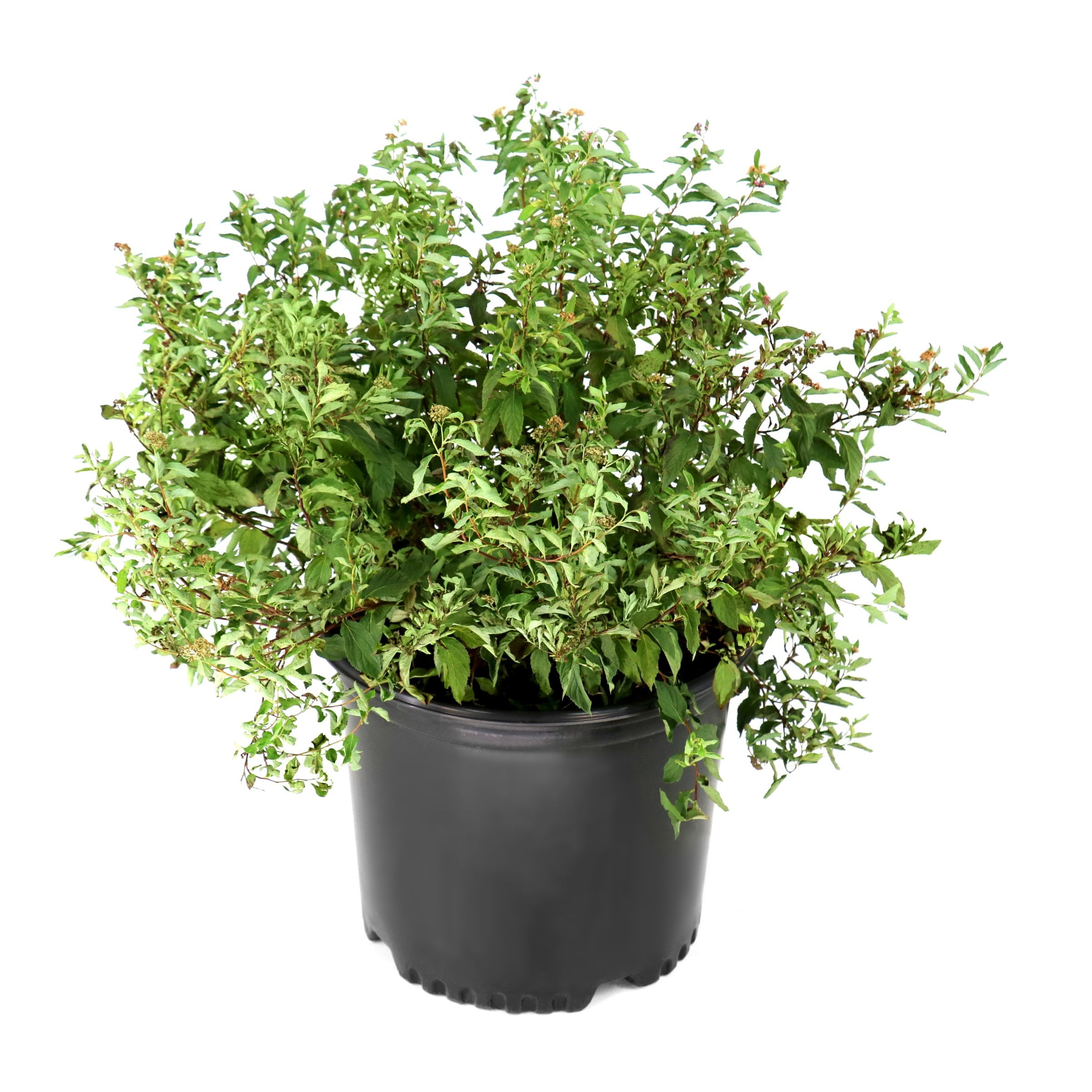 National Plant Network 3 gal. Spirea Anthony Waterer Shrub