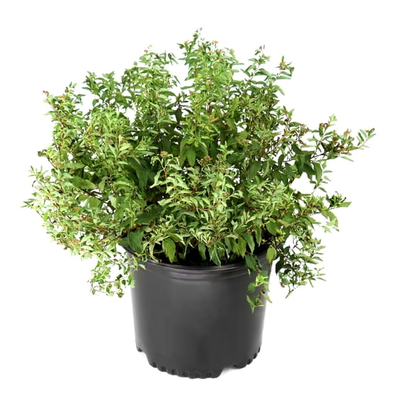 National Plant Network 3 gal. Spirea Anthony Waterer Shrub