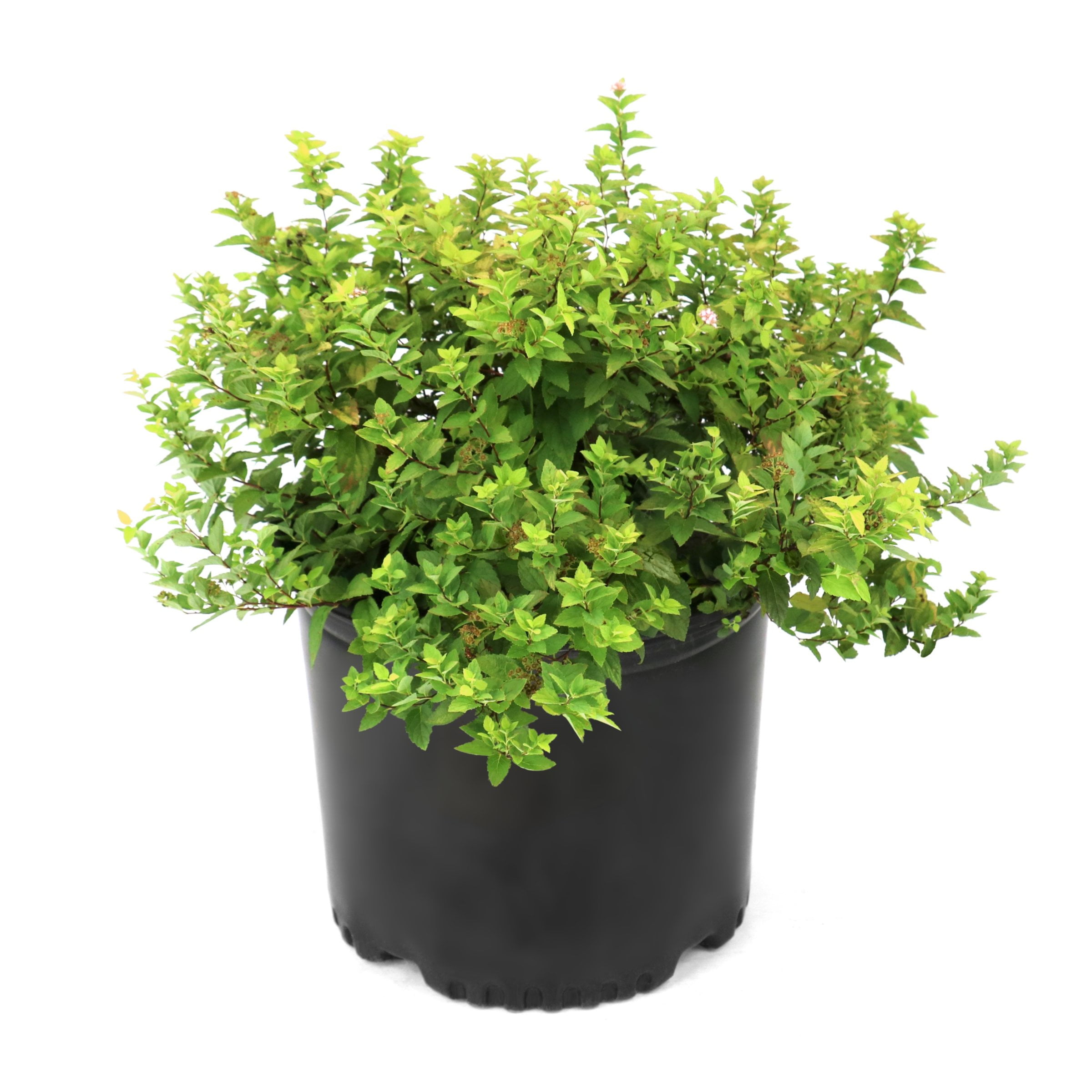 National Plant Network 3 gal. Spirea Goldmound Shrub