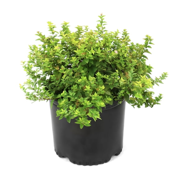 National Plant Network 3 gal. Spirea Goldmound Shrub