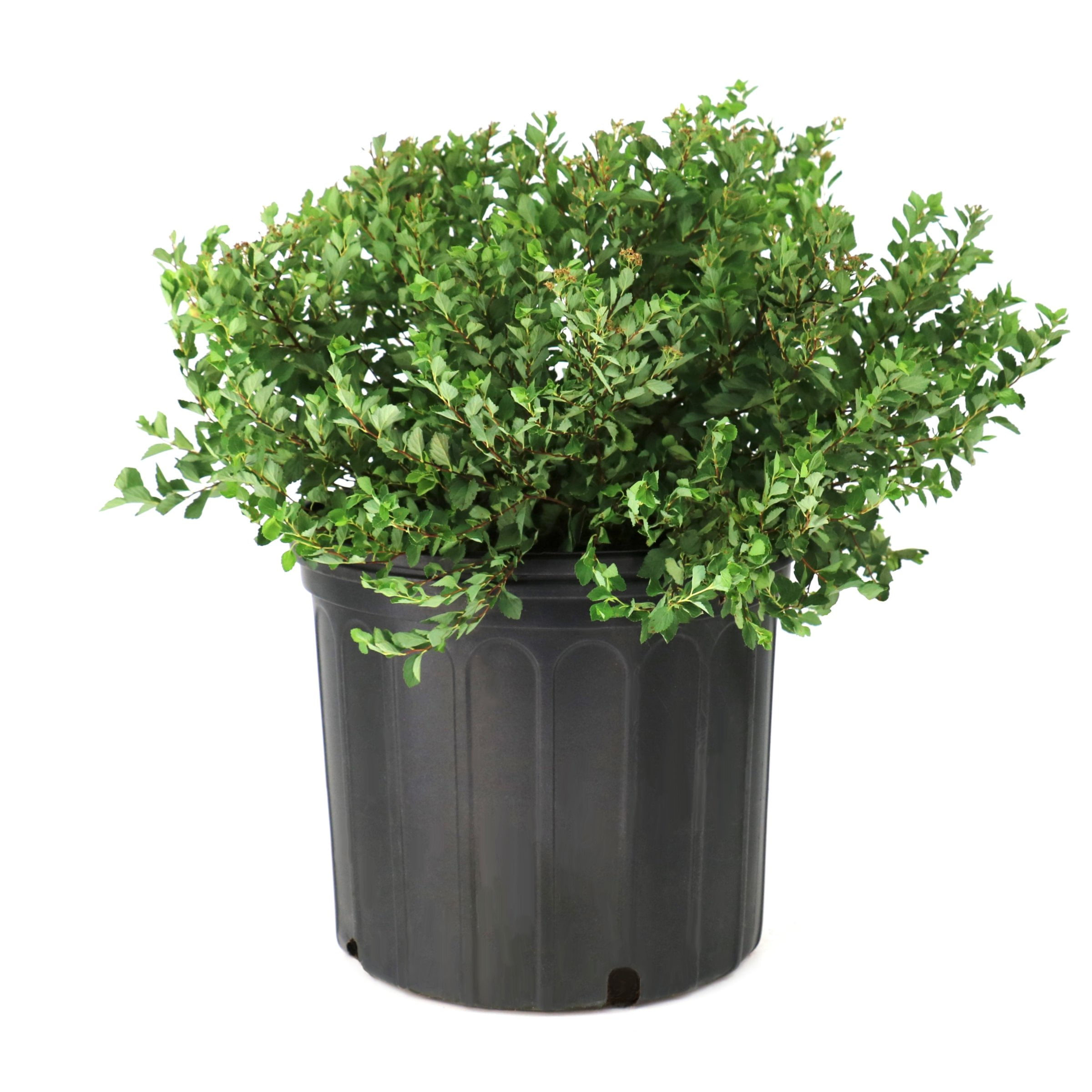 National Plant Network 3 gal. Spirea Little Princess Shrub