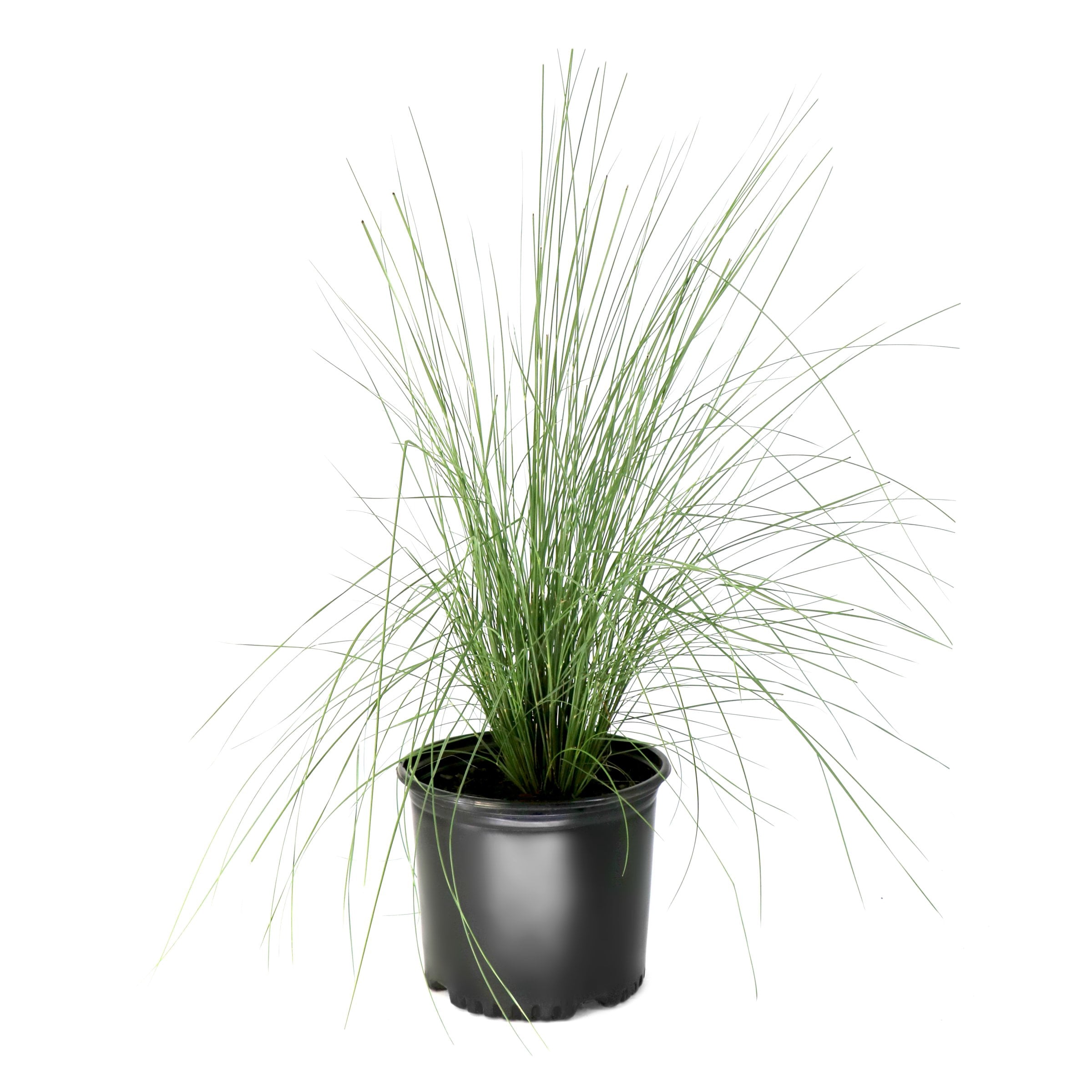 National Plant Network 3 gal. White Cloud Muhly Grass Plant