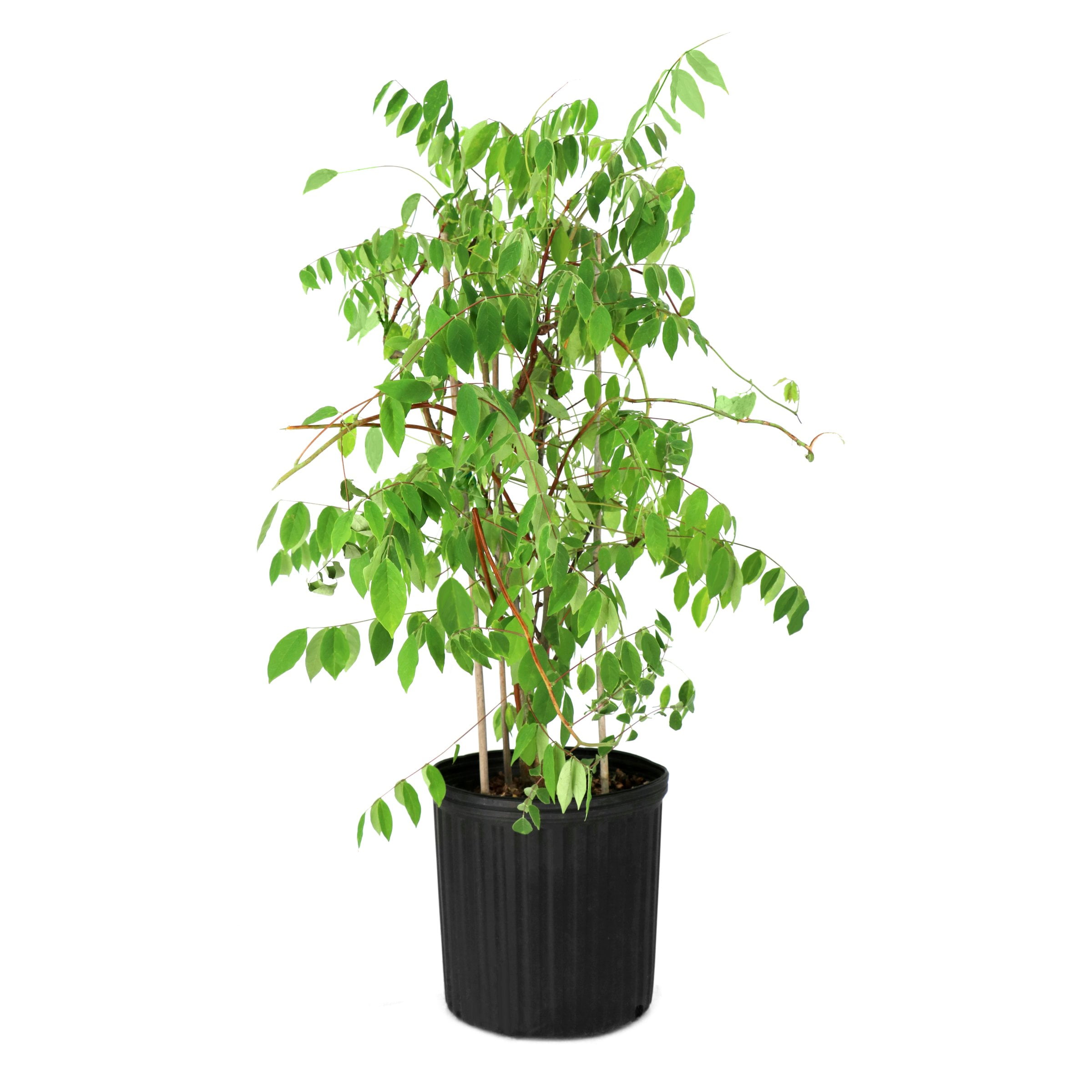 National Plant Network 3 gal. Wisteria Amethyst Falls Perennial Plant