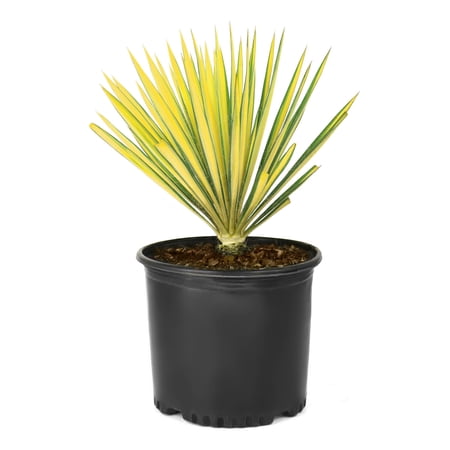 National Plant Network 3 gal. Yucca Color Guard Perennial Plant