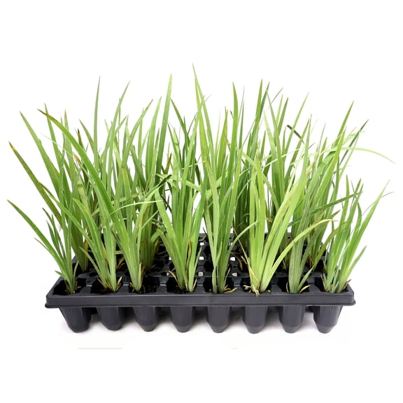 National Plant Network 3 in. Southern Blue Flag Iris (32-Pack)