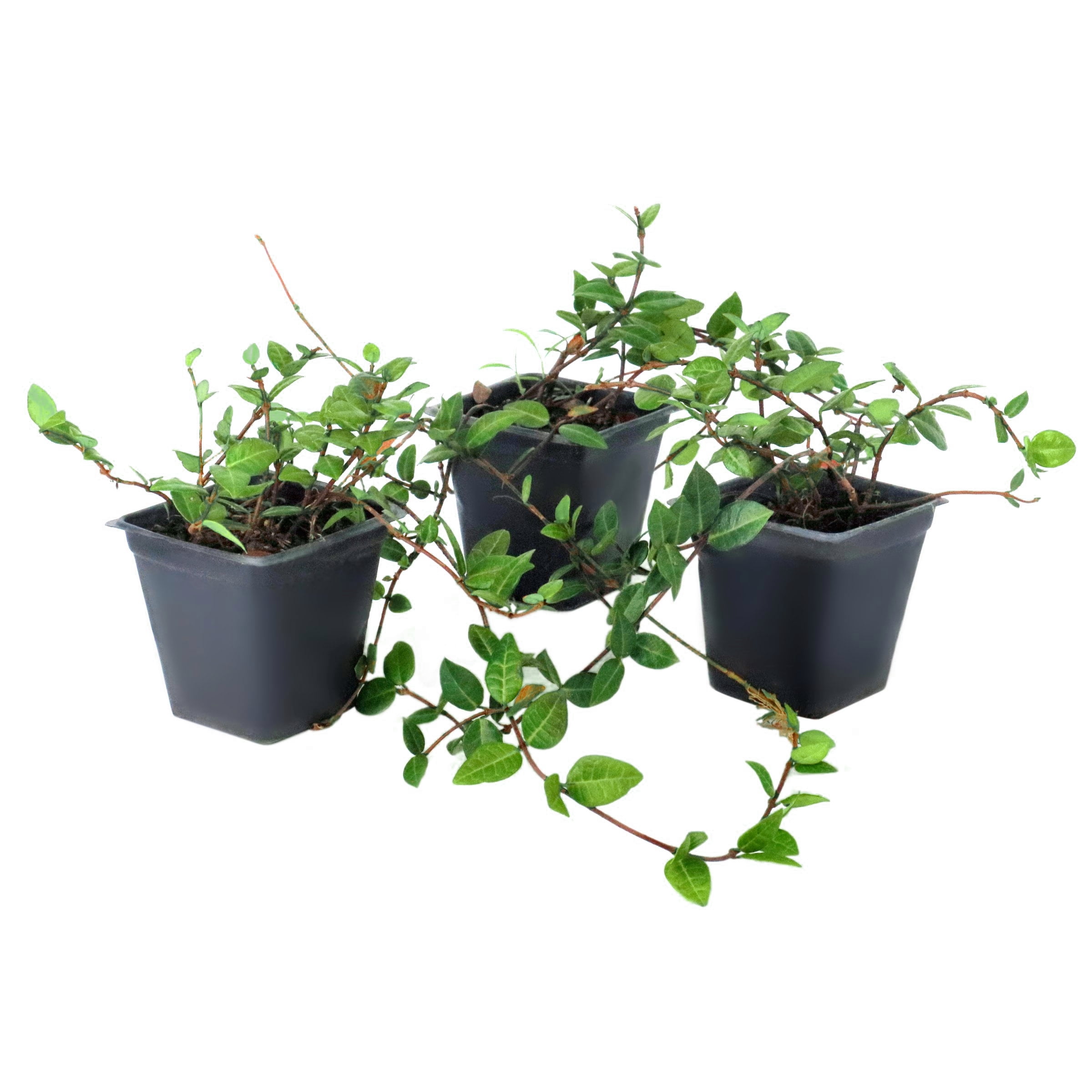 National Plant Network 4 in. Asiatic Jasmine (16-Pack)