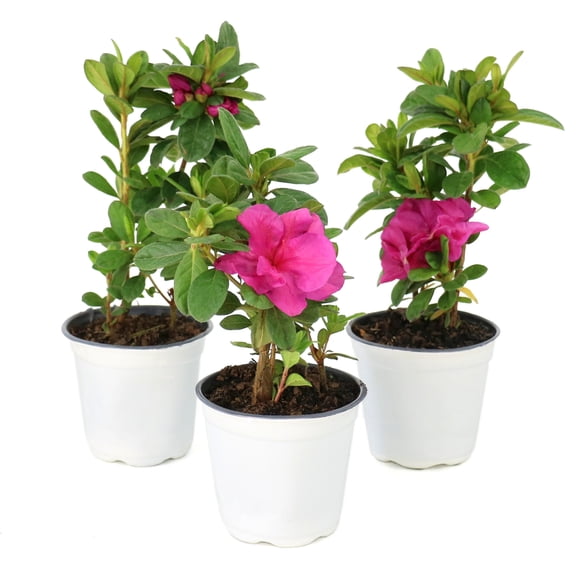 National Plant Network 4 in. Azalea FlorAmore Hot Pink (3-Pack)