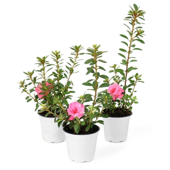 National Plant Network 4 in. Azalea FlorAmore Pink (3-Pack)