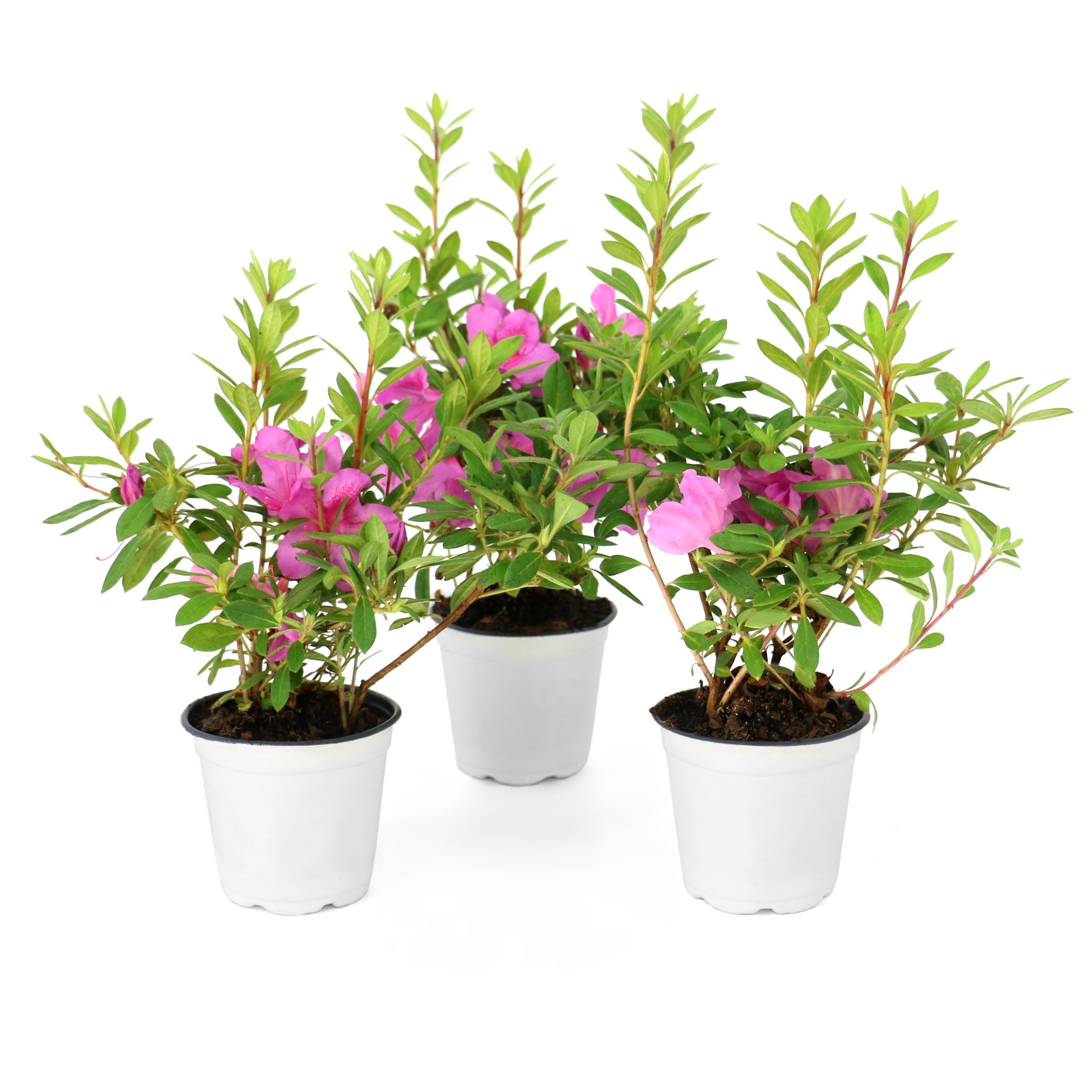 National Plant Network 4 in. Azalea FlorAmore Lavender (3-Pack)