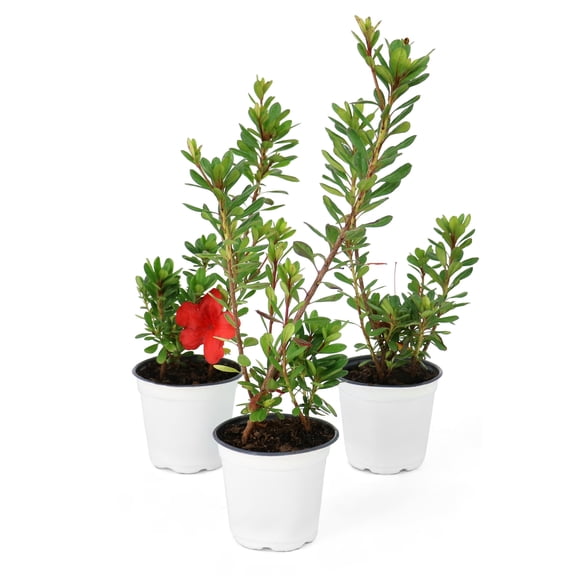 National Plant Network 4 in. Azalea FlorAmore Red (3-Pack)