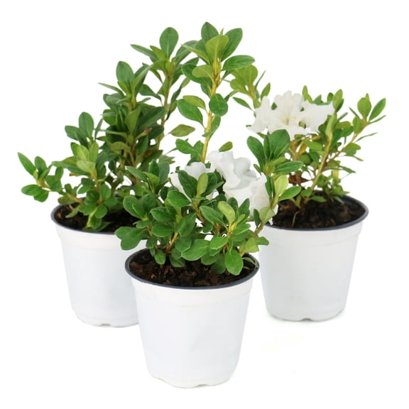 National Plant Network 4 in. Azalea FlorAmore White (3-Pack)