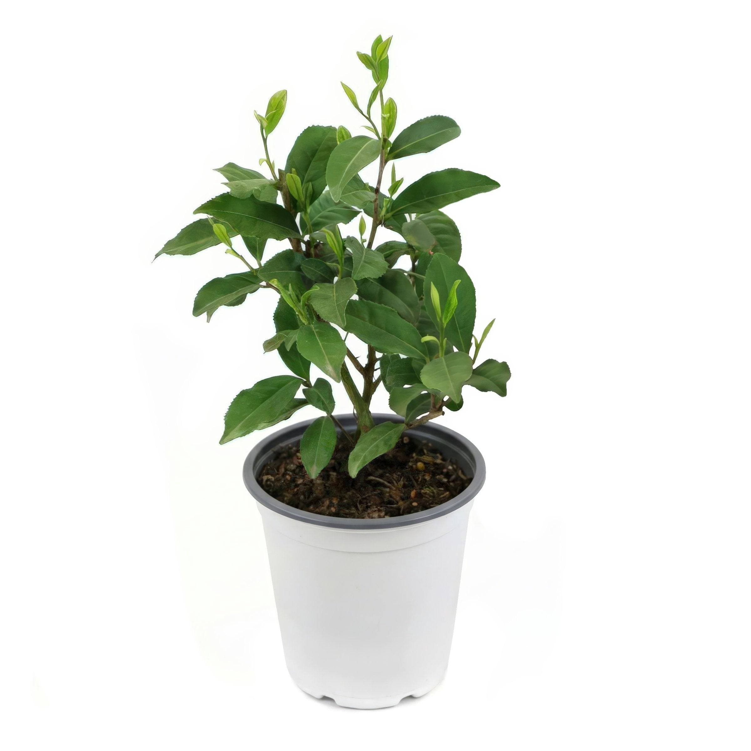 National Plant Network 4 in. Camellia Sinensis Brew-Tea-Ful (4-Pack)