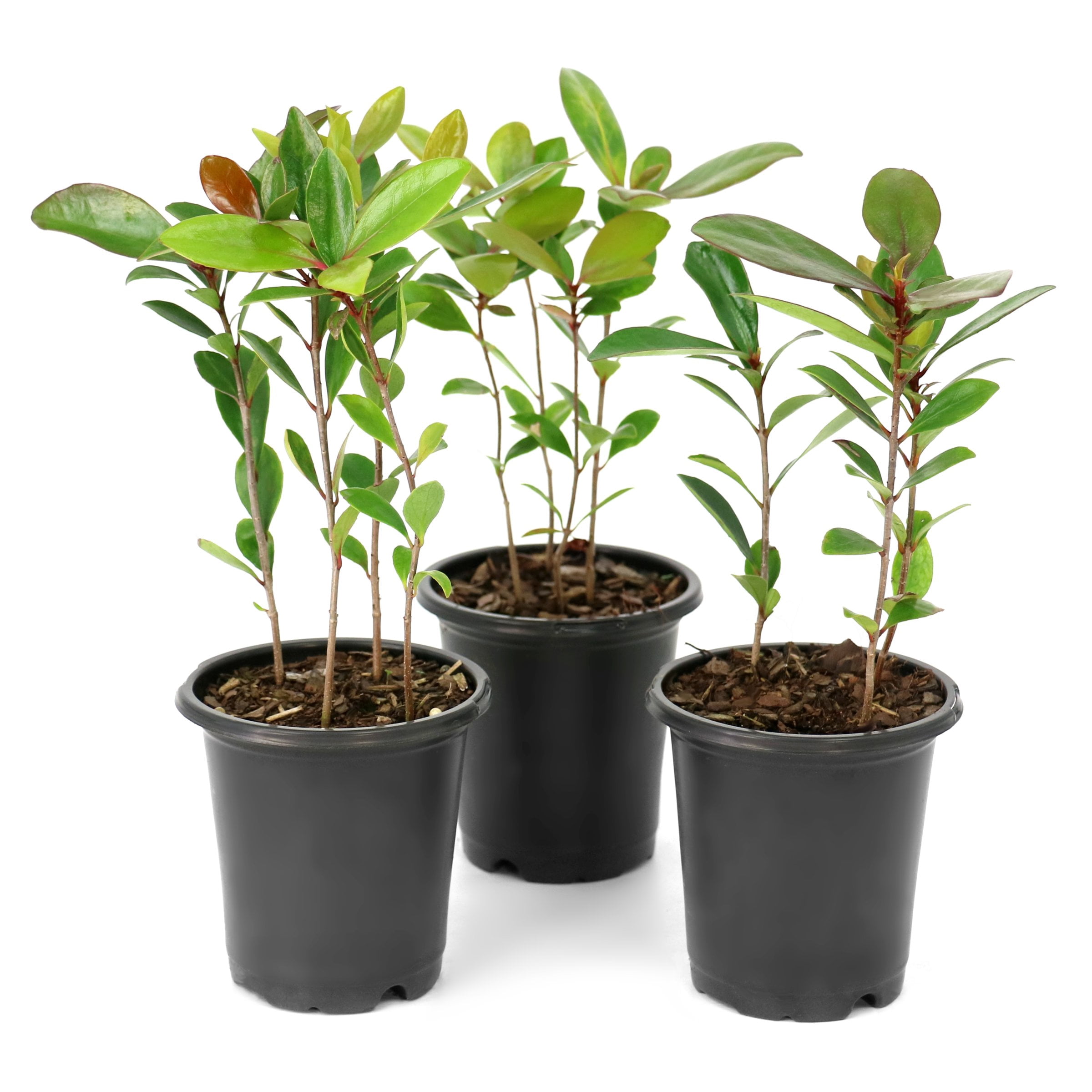 National Plant Network 4 in. Cleyera Japonica (3-Pack)