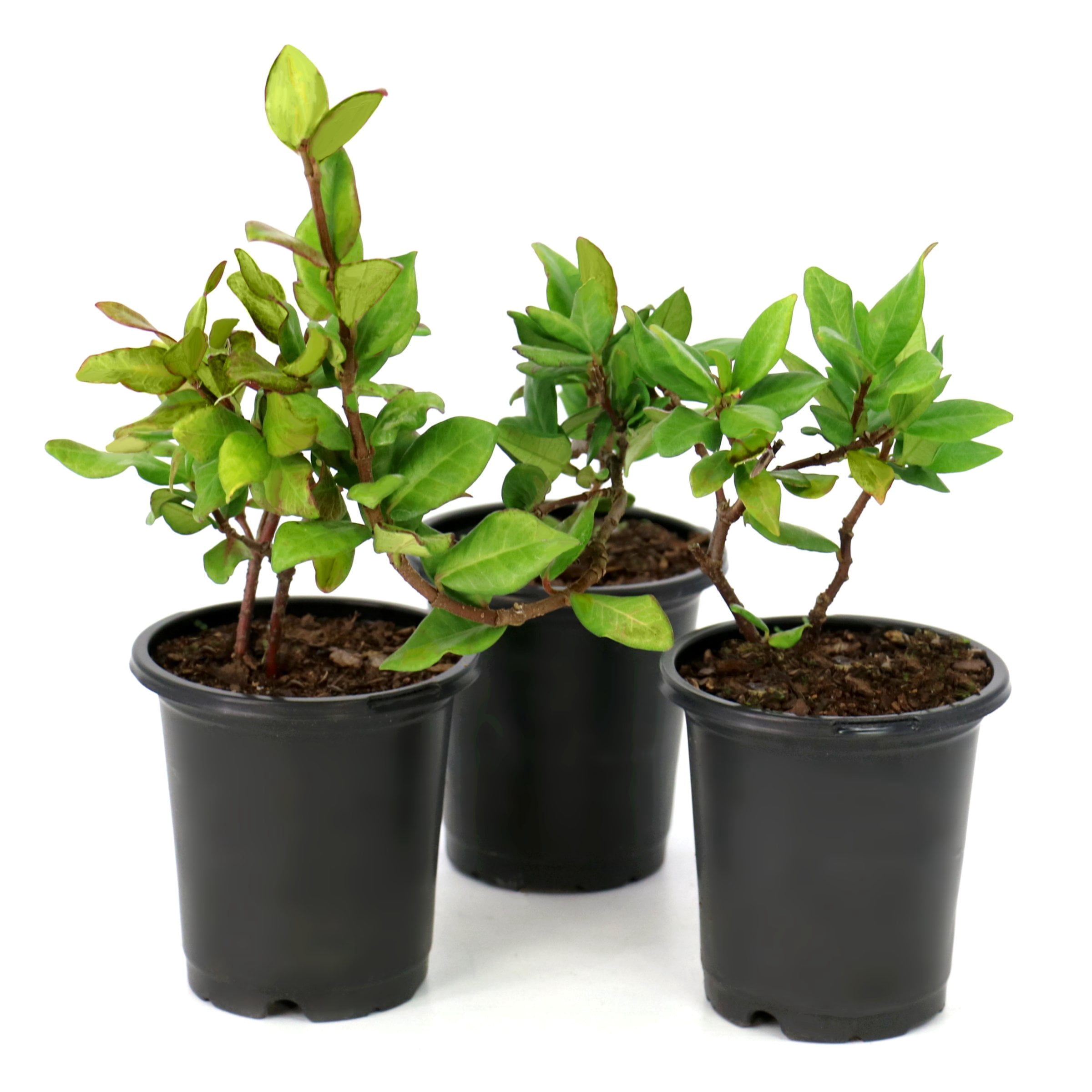 National Plant Network 4 in. Confederate Jasmine (16-Pack)
