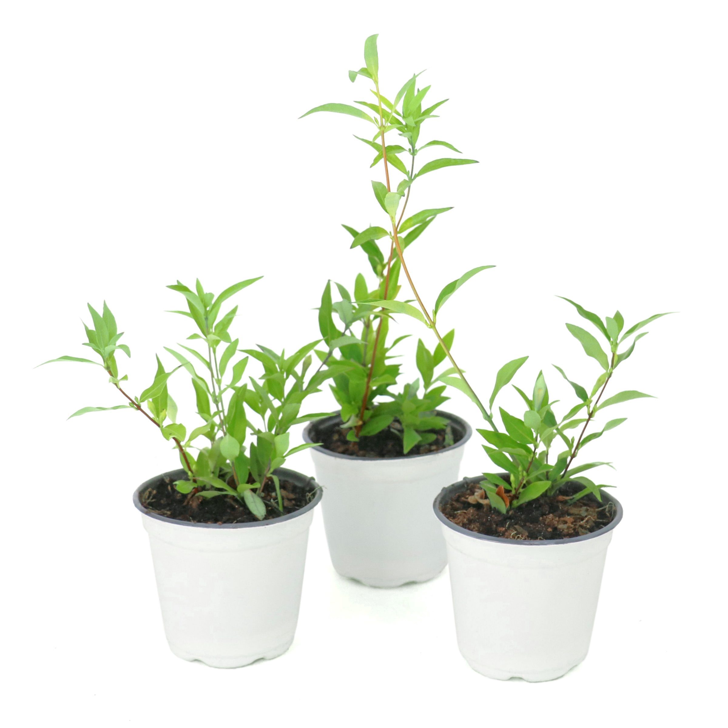 National Plant Network 4 in. Confederate Jasmine (3-Pack)