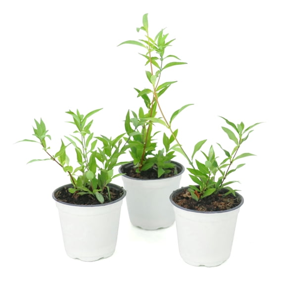 National Plant Network 4 in. Confederate Jasmine (3-Pack)