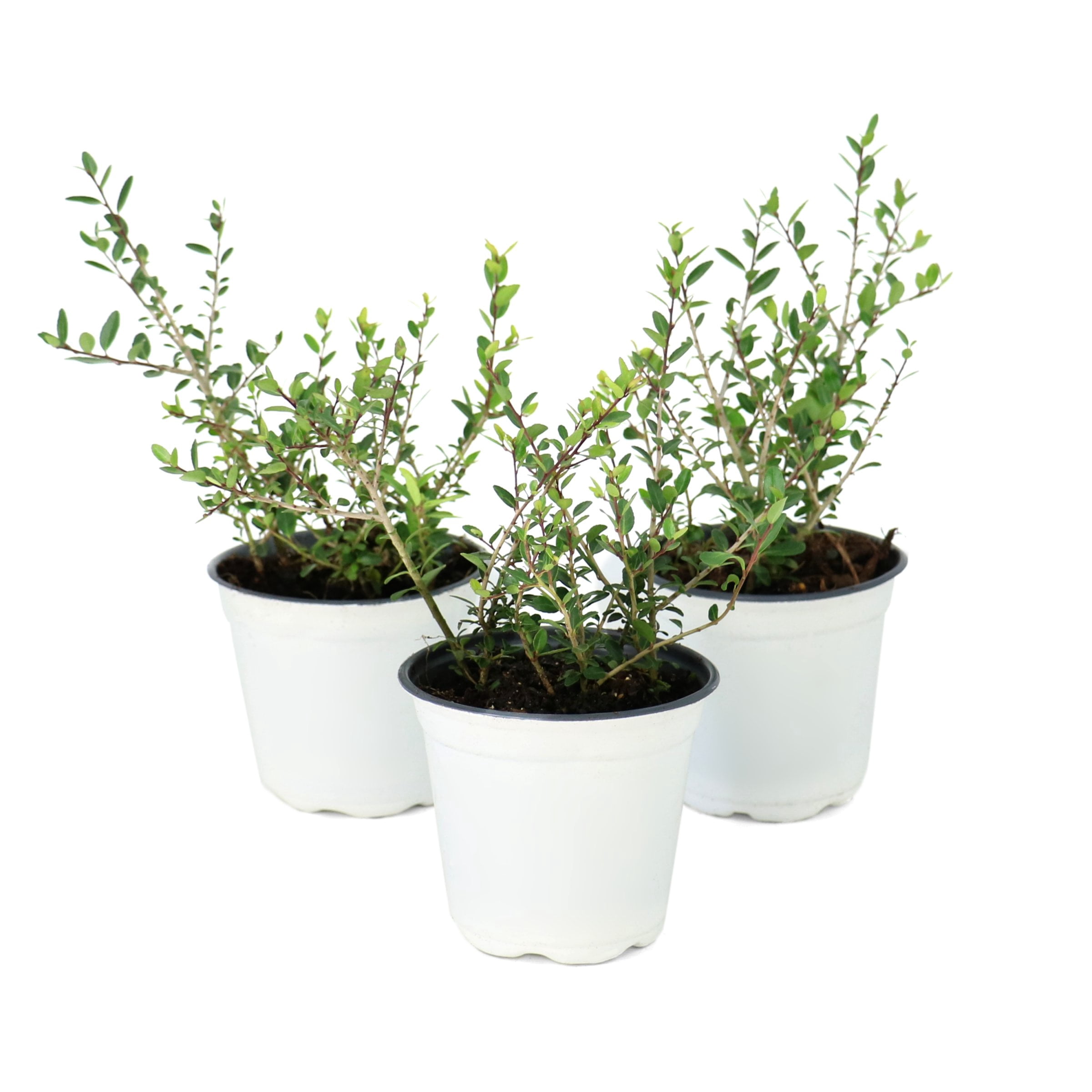 National Plant Network 4 in. Dwarf Yaupon (32-Pack)