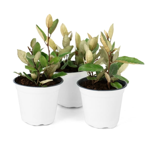 National Plant Network 4 in. Elaeagnus Silverberry (3-Pack)