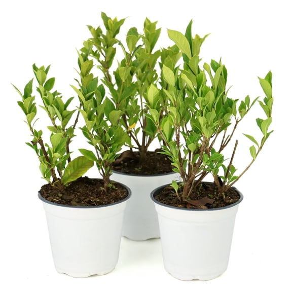 National Plant Network 4 in. Gardenia August Beauty (3-Pack)