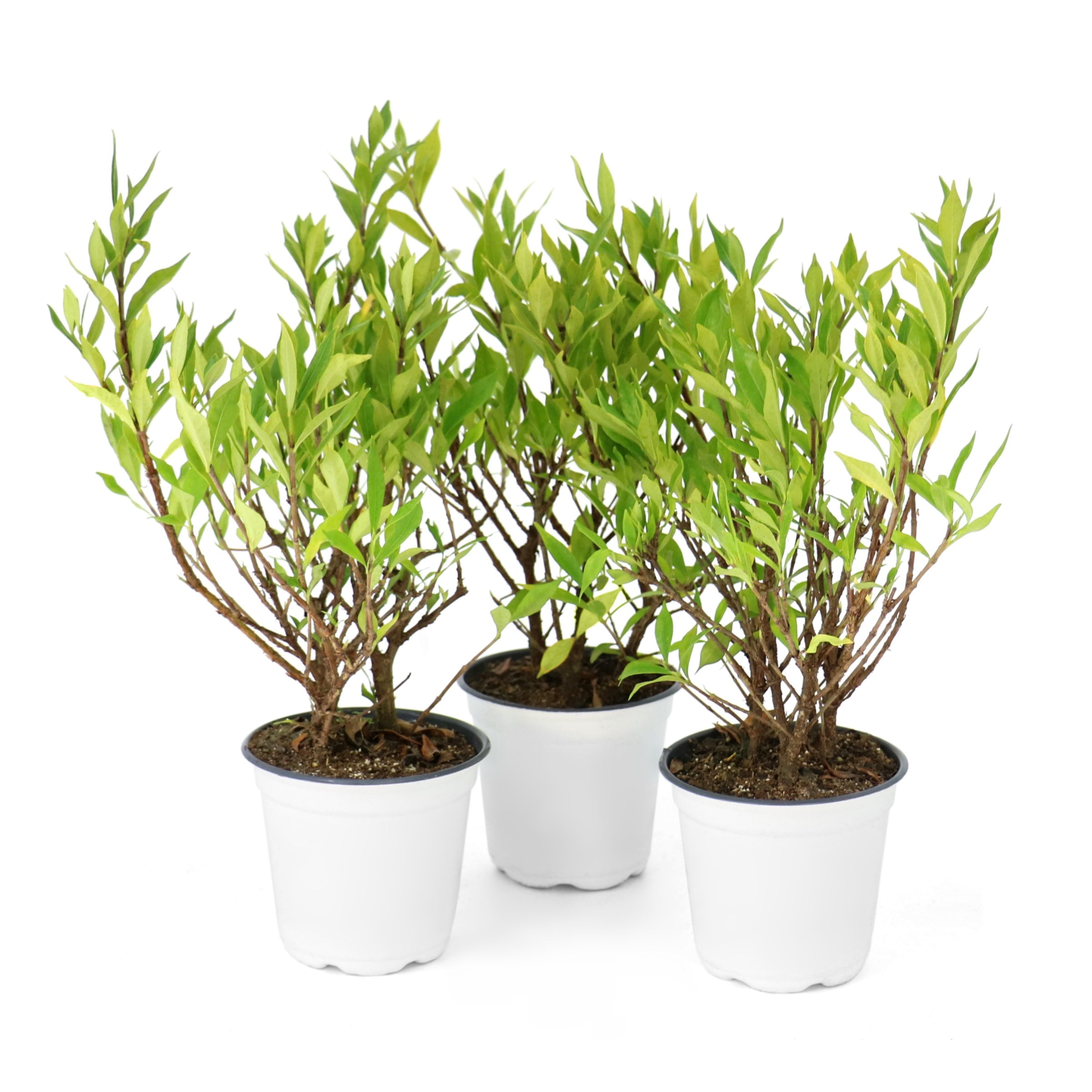 National Plant Network 4 in. Gardenia Frostproof (3-Pack)