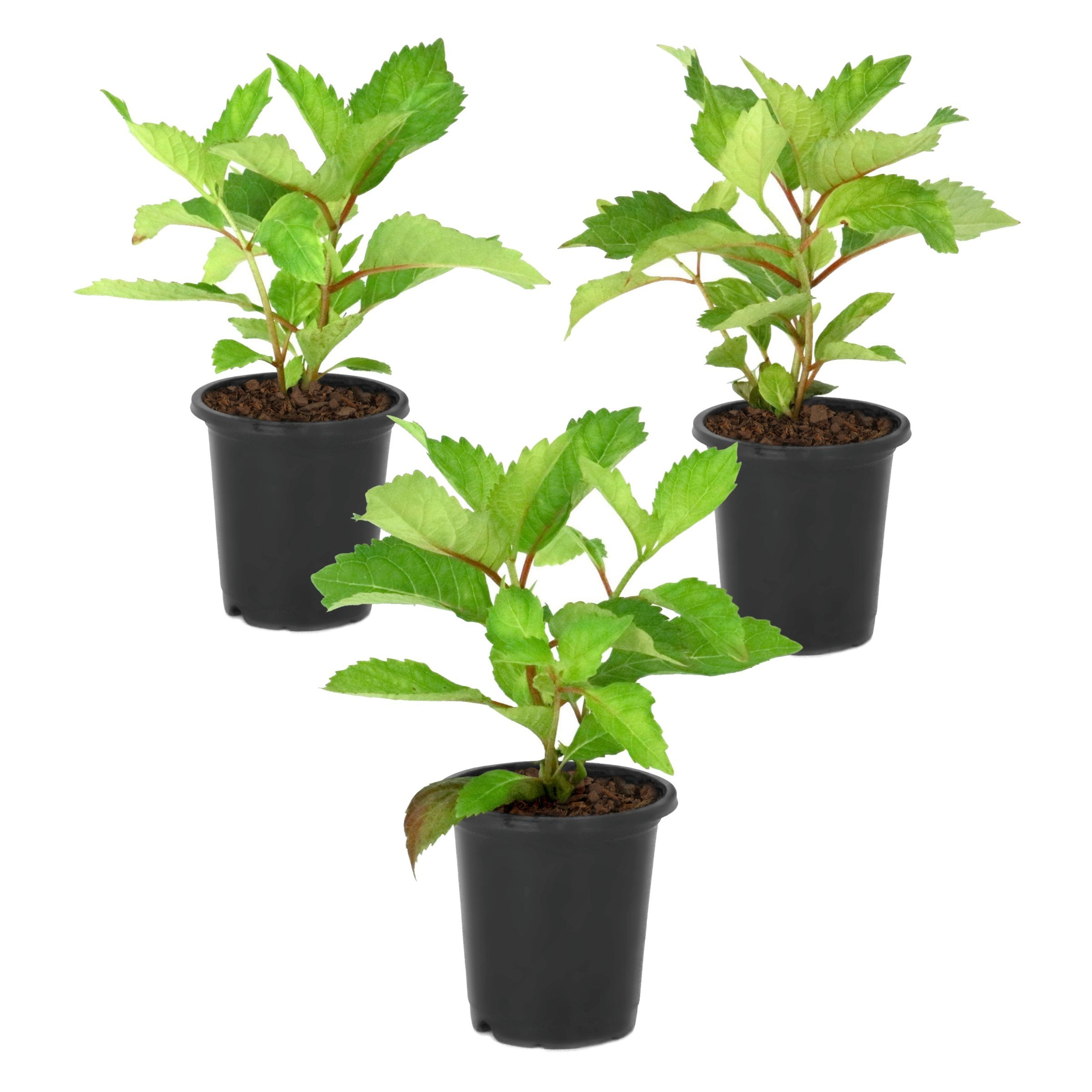 National Plant Network 4 in. Hydrangea Preziosa (3-Pack)