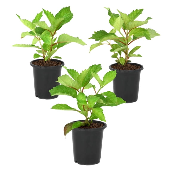 National Plant Network 4 in. Hydrangea Preziosa (3-Pack)
