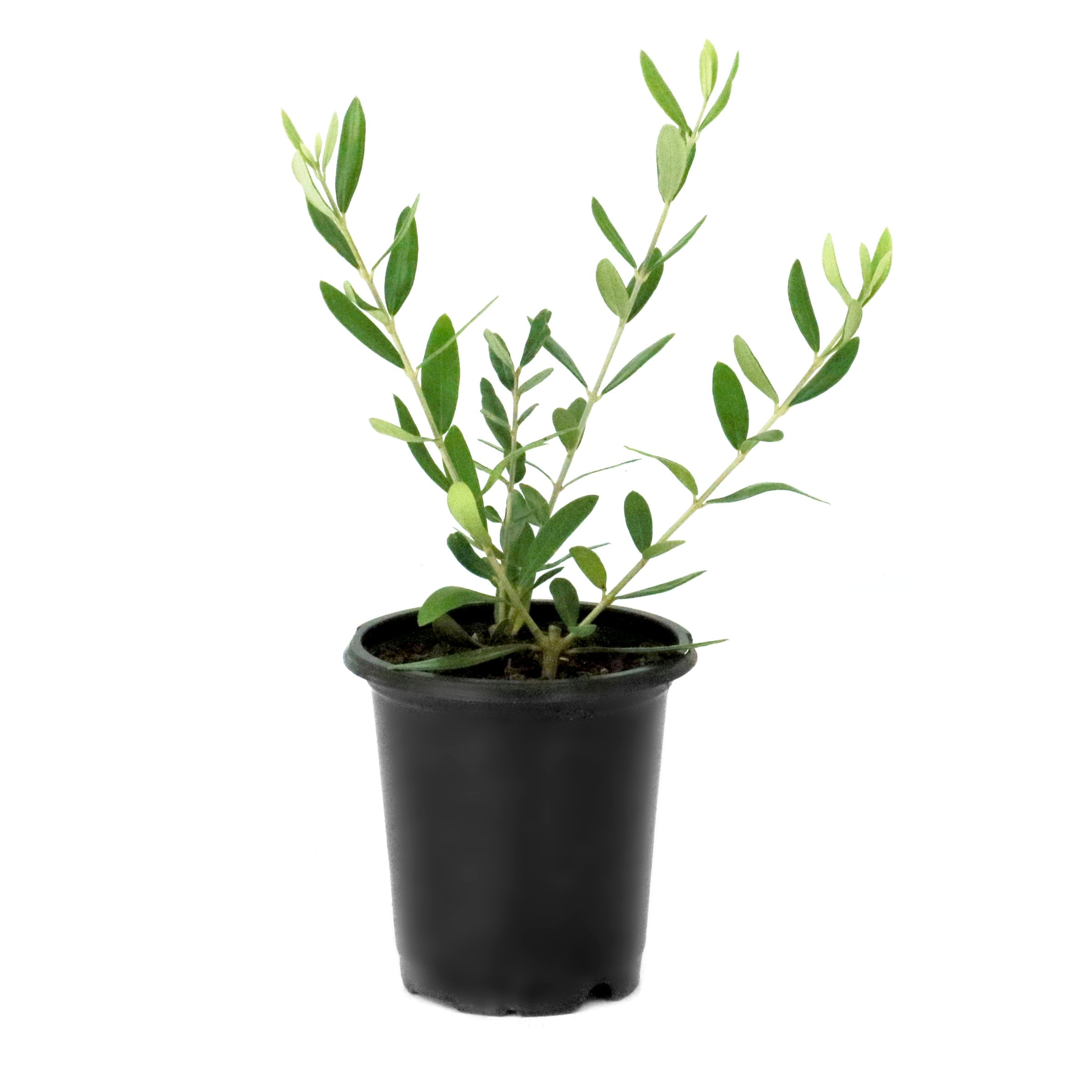 National Plant Network 4 in. Leccino Olive Tree