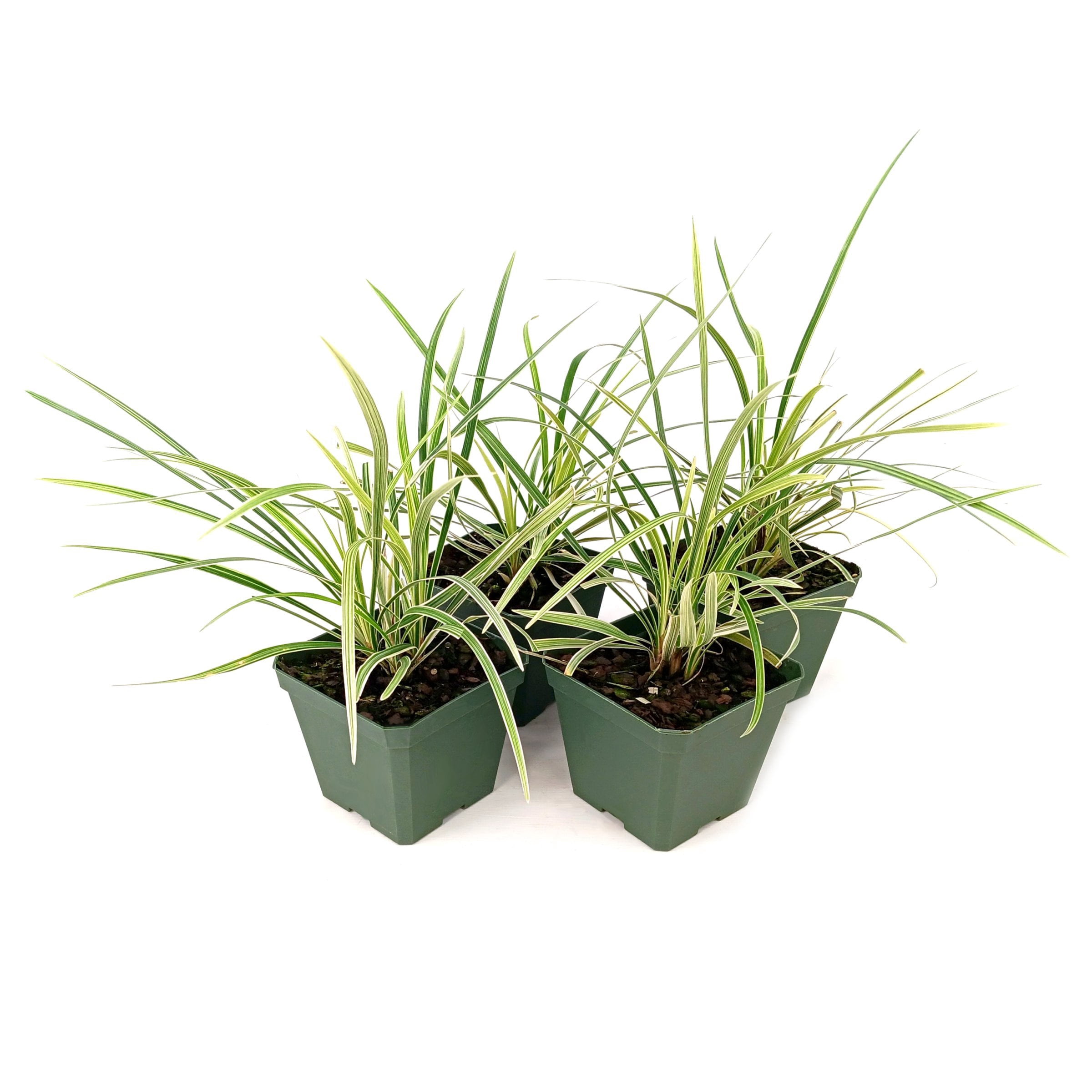 National Plant Network 4 in. Liriope Aztec Grass (4-Pack)